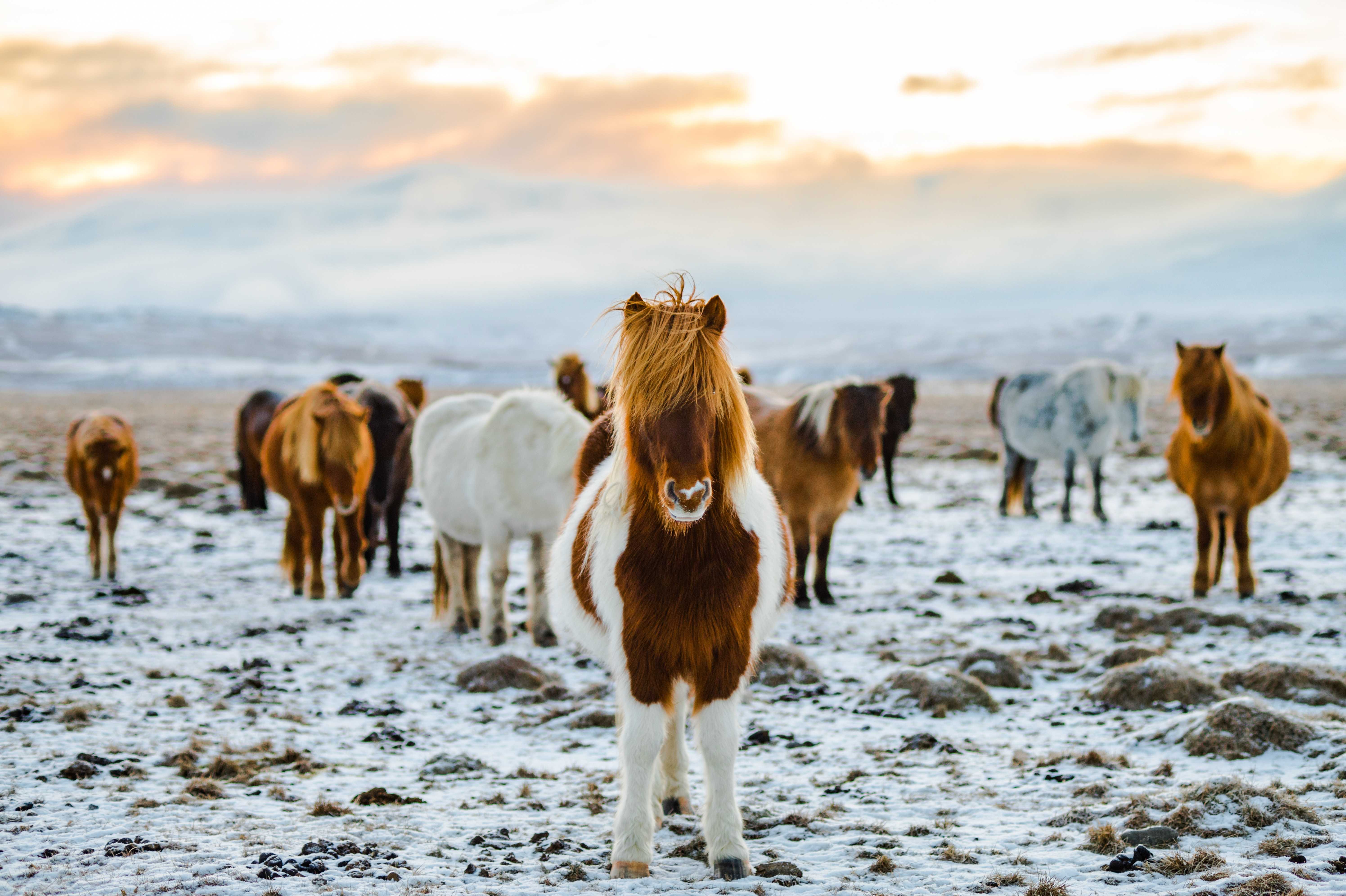 Photo de chevaux Islandais