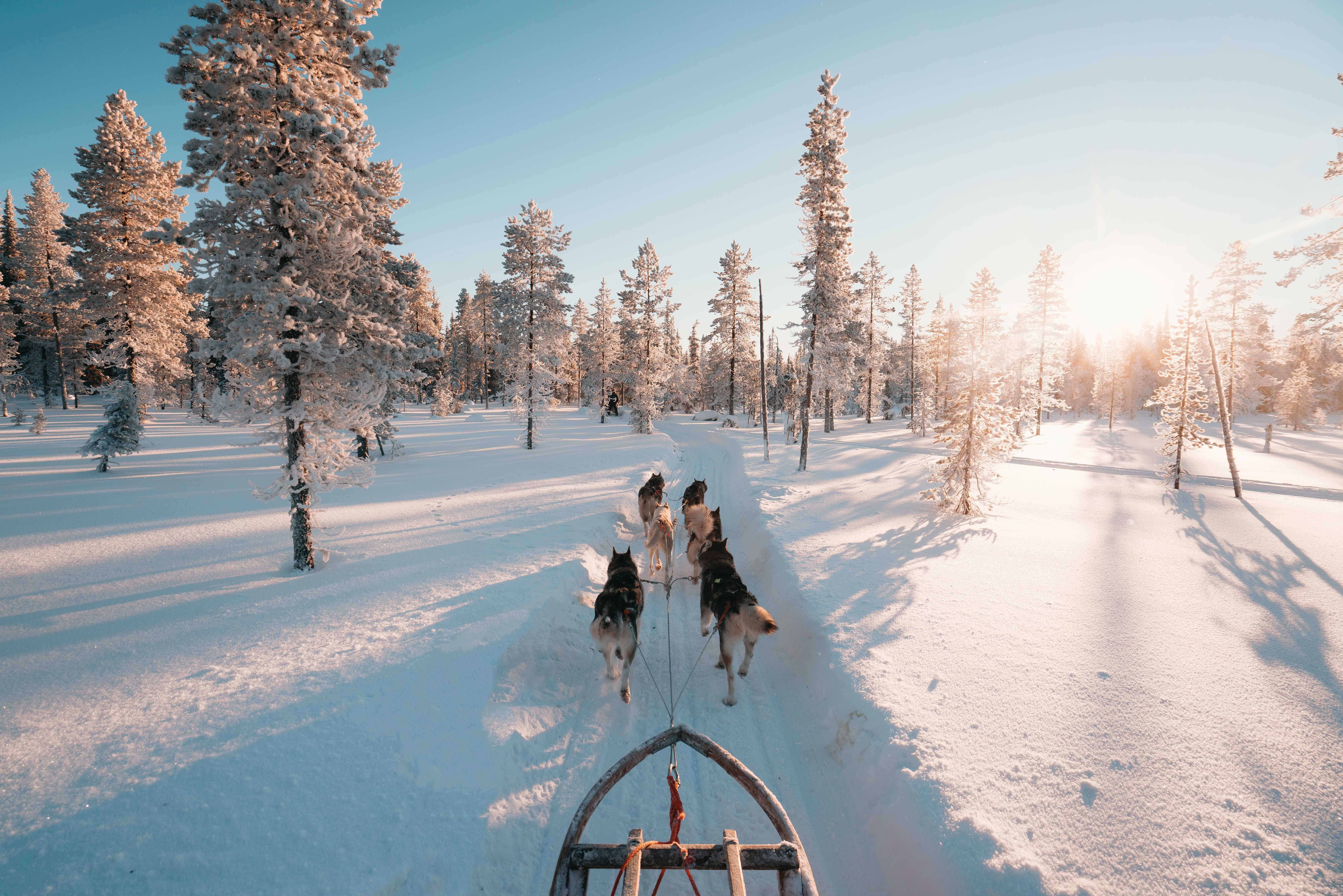 Chien de traineau pour vacances en Laponie en hiver
