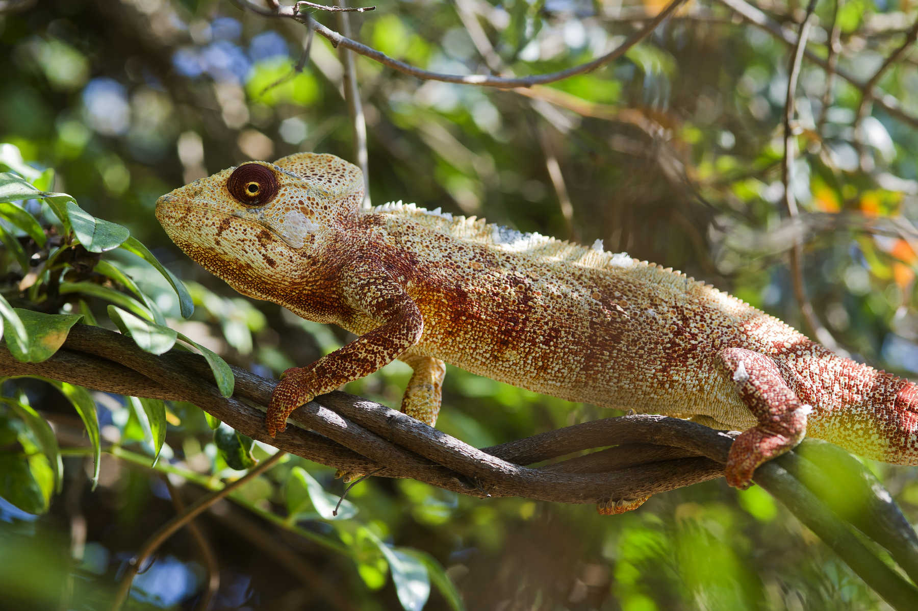 Couleur caméléon à Madagascar
