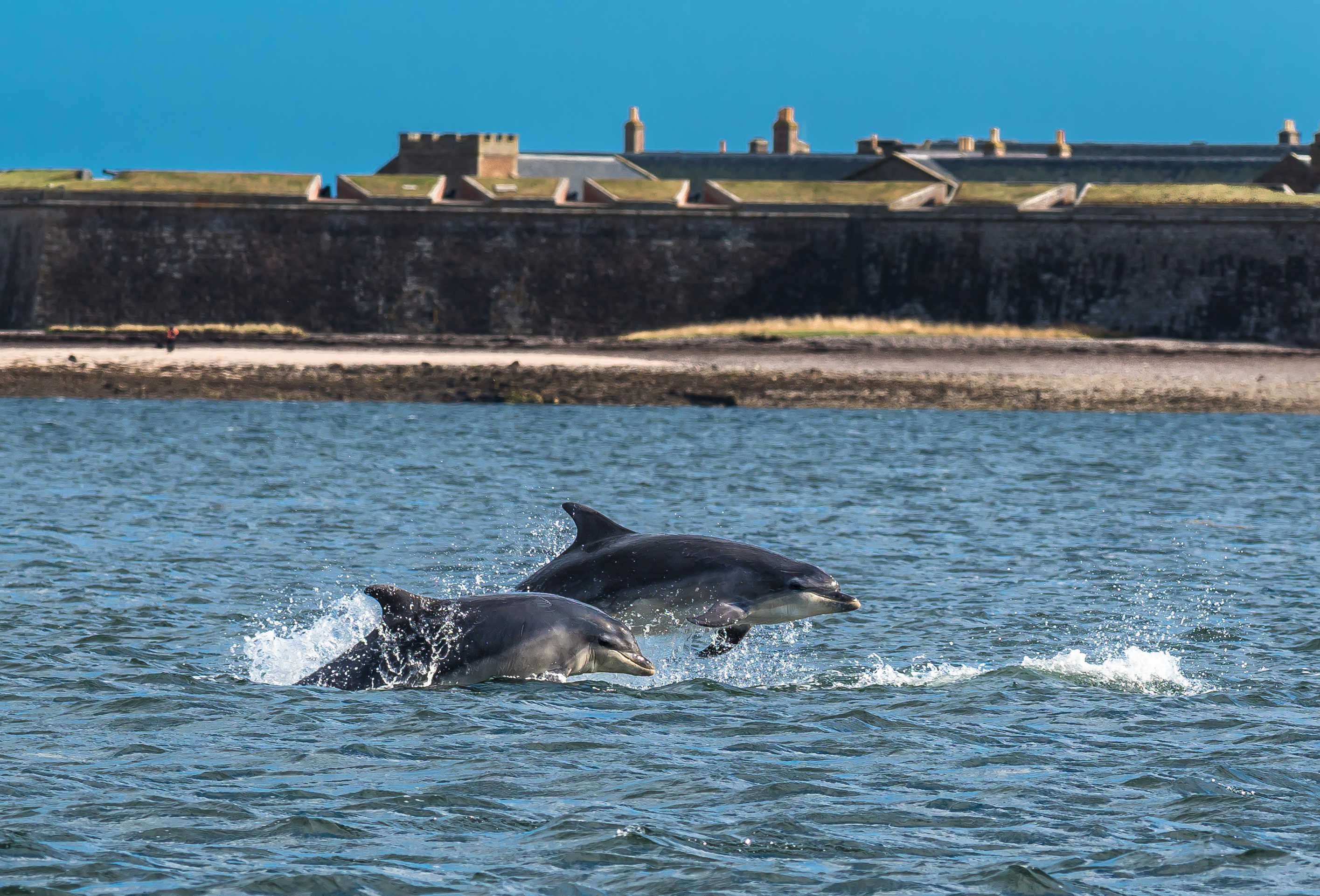 Dauphins observés dans la mer près d'Inverness en Ecosse