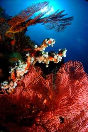 Décors multicolores des fonds sous-marins indonésiens