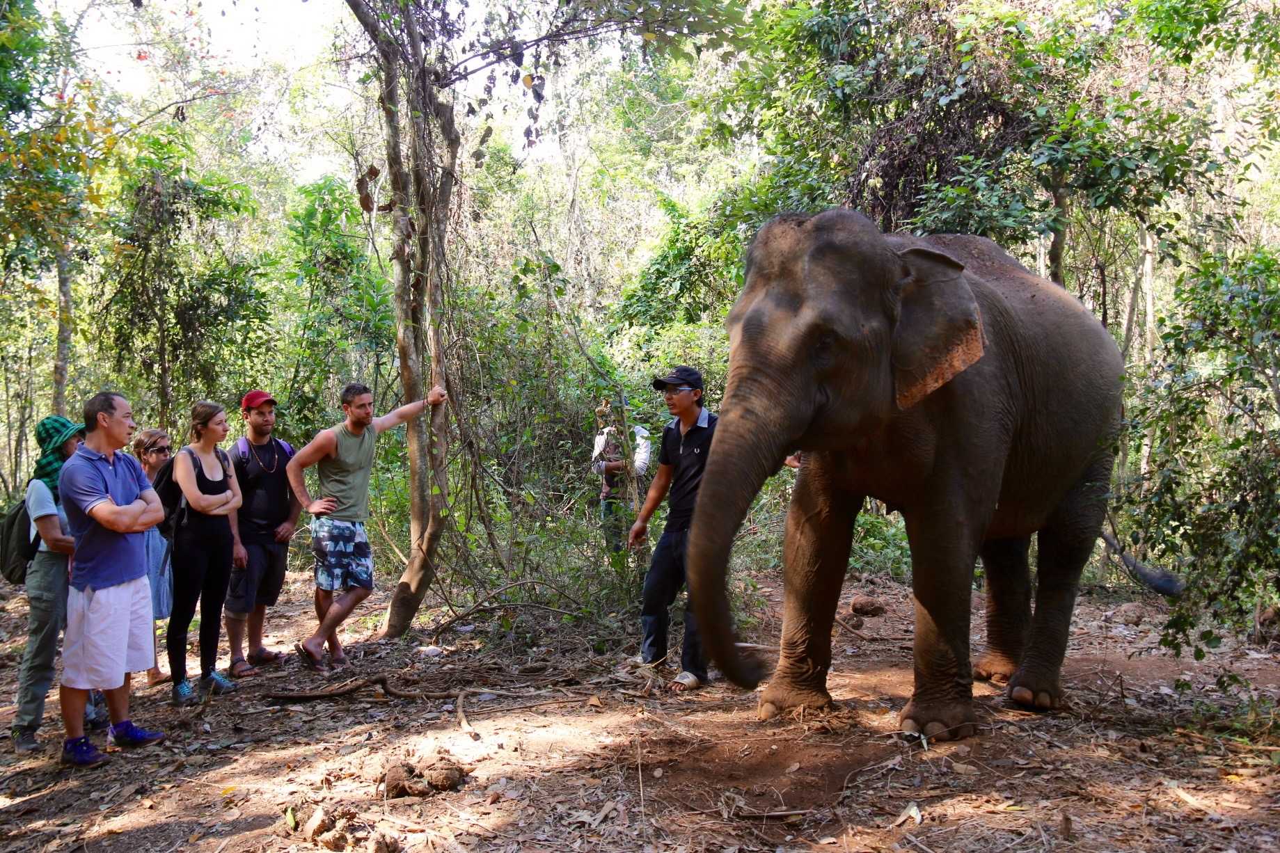 Eléphant Laos