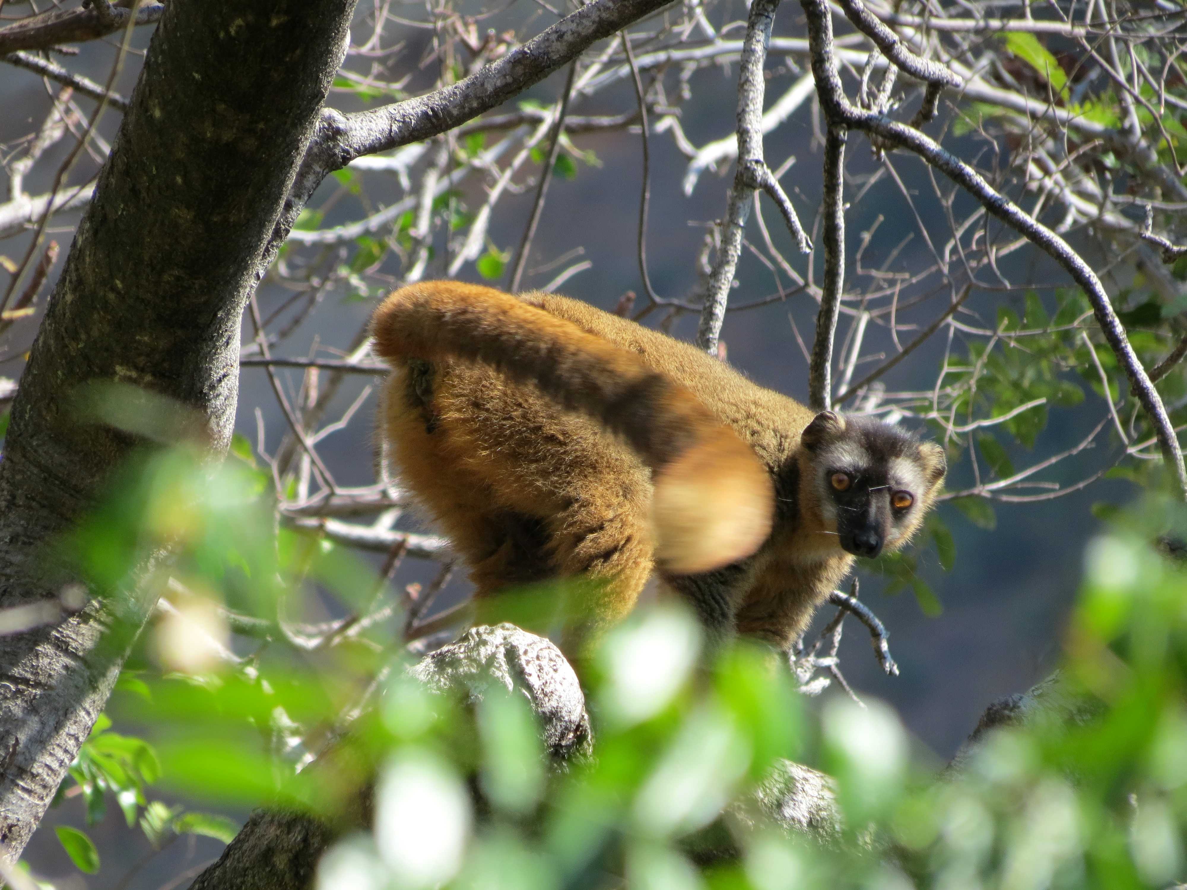 Lémurien Maki Brun dans le Parc national de l'Isalo