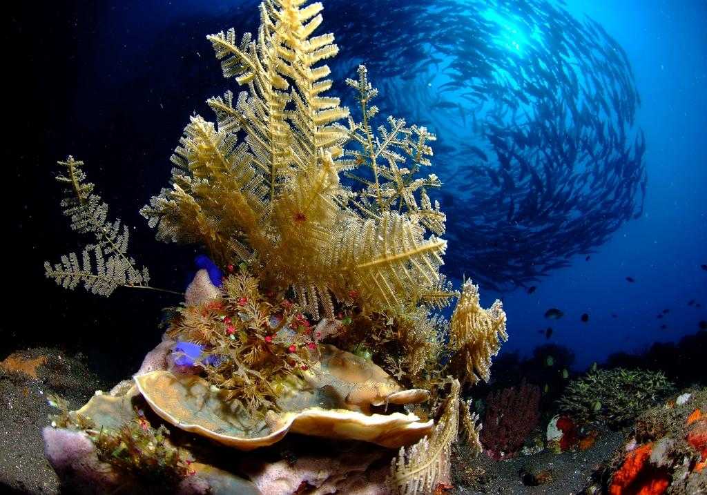 Mecque de la plongée, l'Indonésie offre des décors sous-marins époustouflants