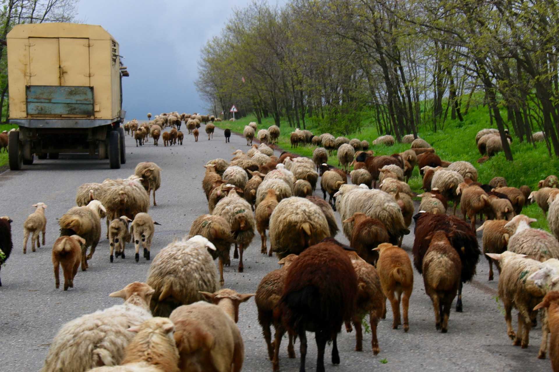 Moutons sur la route en Arménie