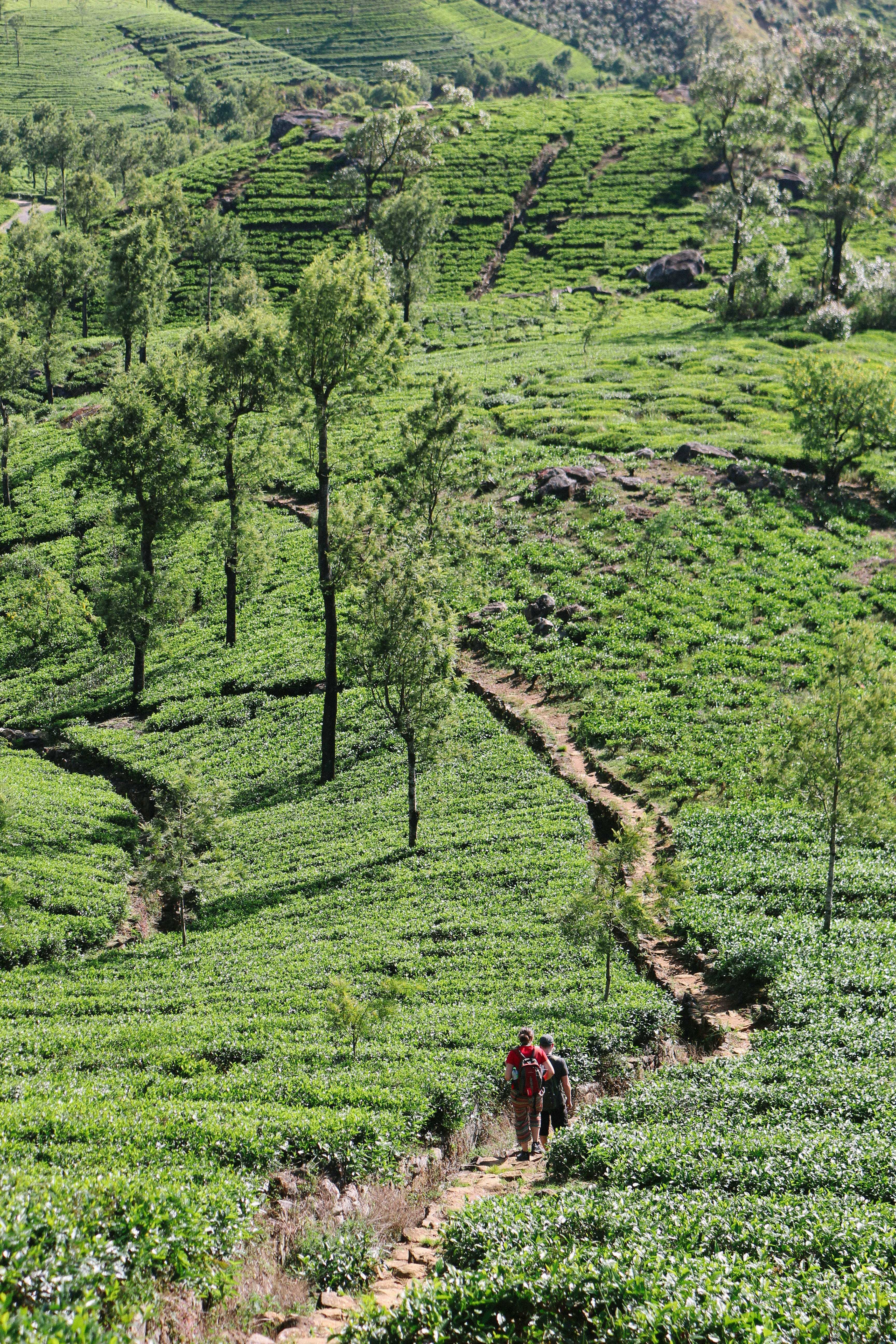 Randonnée dans les plantations du thé au Sri Lanka