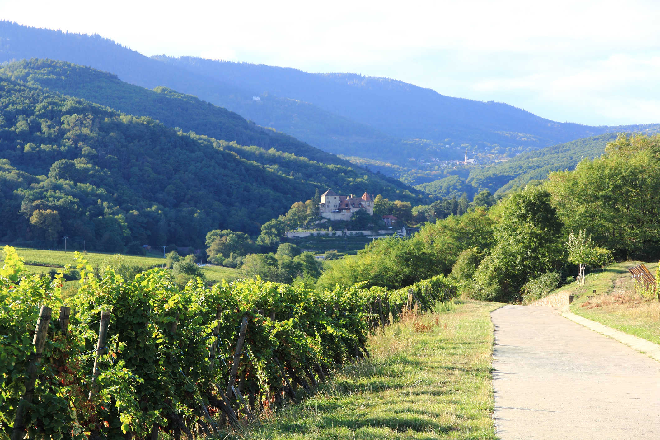 Sur les sentiers de l'Alsace médiévale, entre vignobles et chateaux