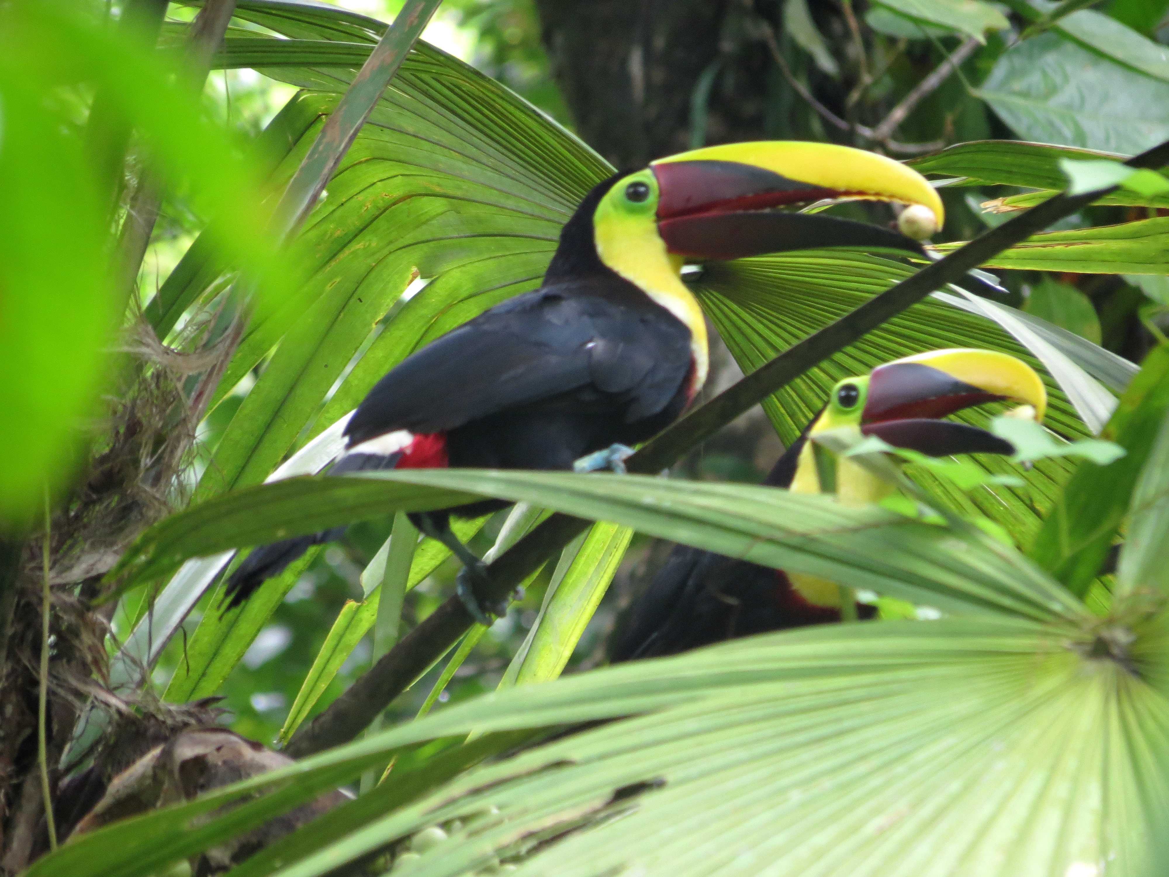 Toucans de Swainson - Costa Rica