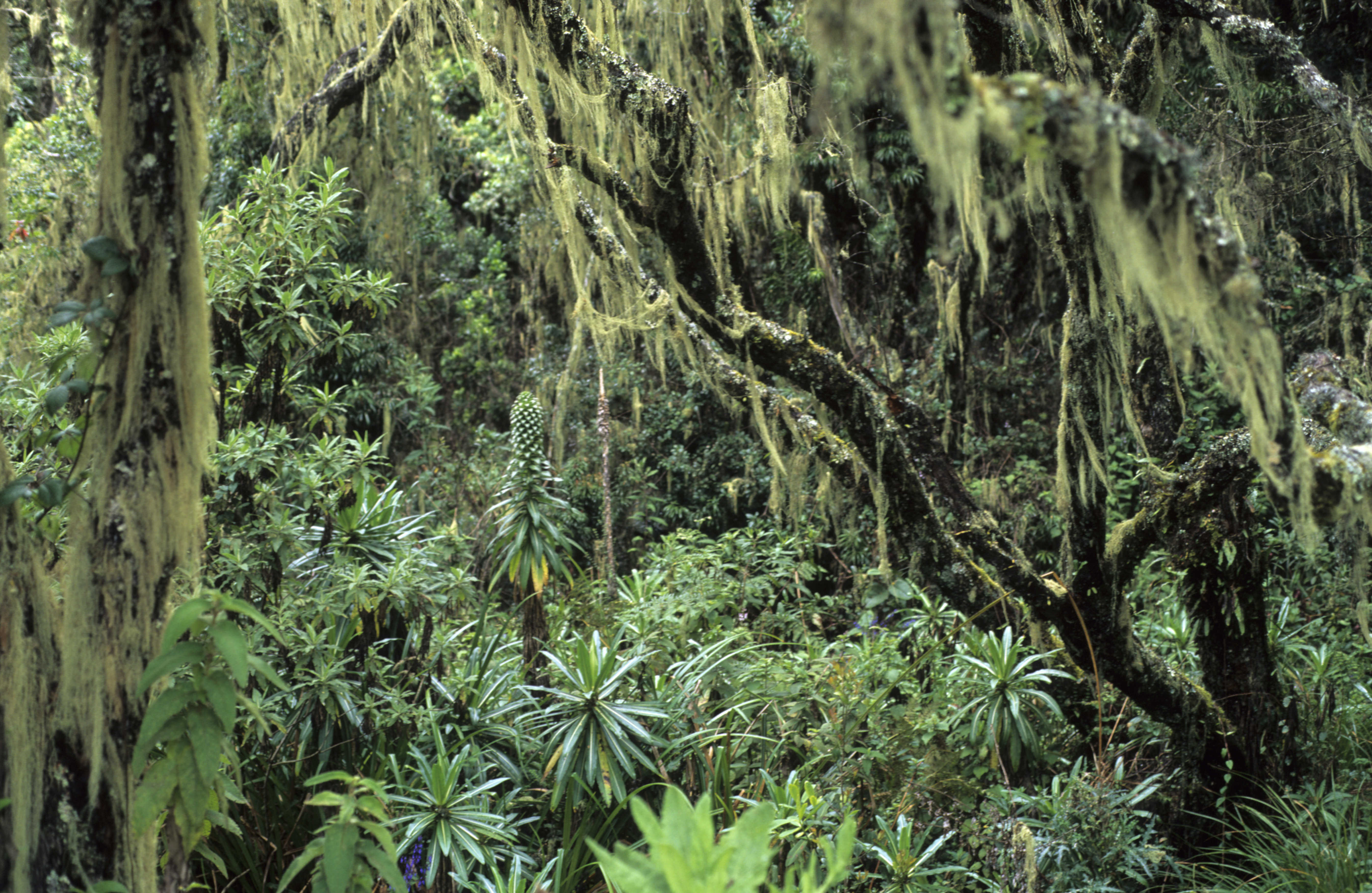 Végétation équatoriale sur les premières pentes du Kili