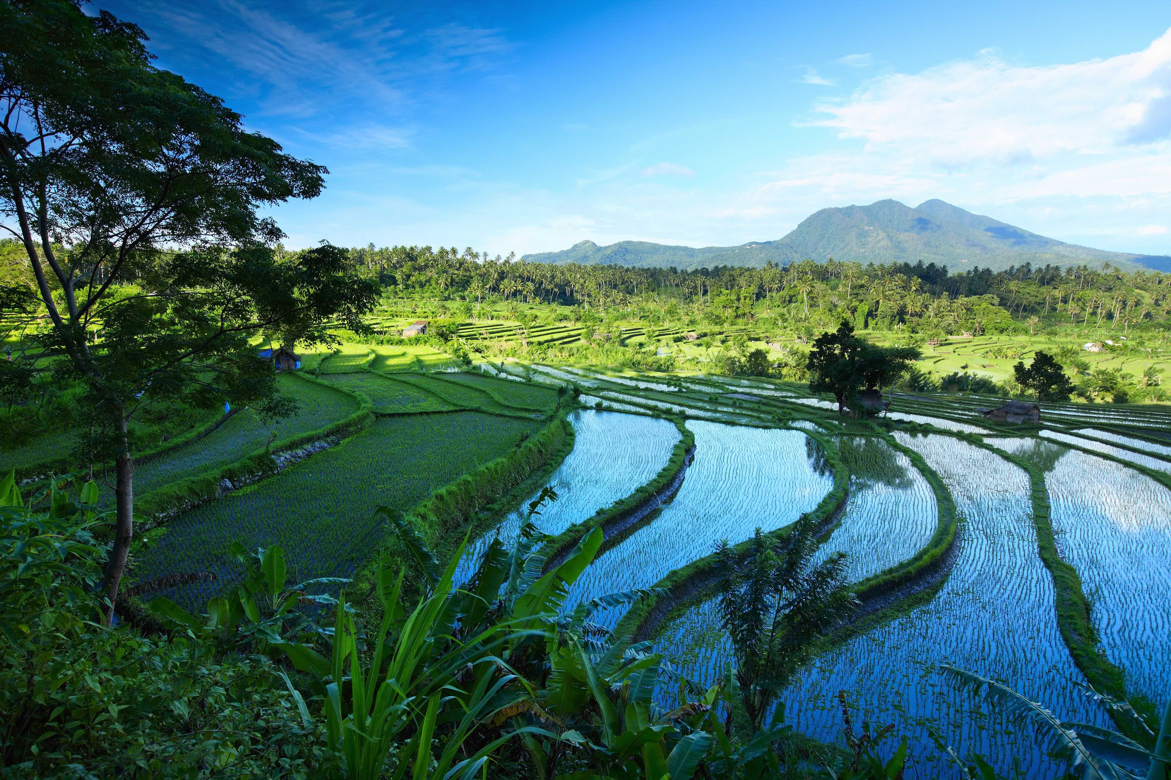 Vert fluo des rizières, vert profond des forêts, volcans majestueux en arrière-plan : bienvenue à Bali !