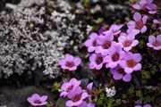 Fleurs du Svalbard, saxifrages à feuilles opposées