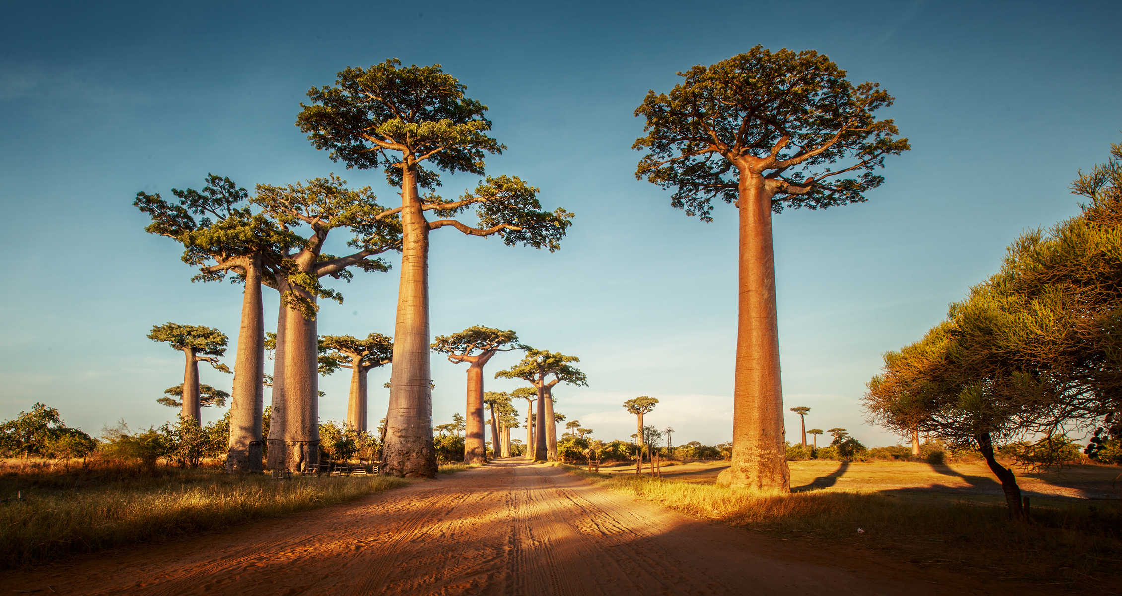 Allée de baobabs à Madacascar