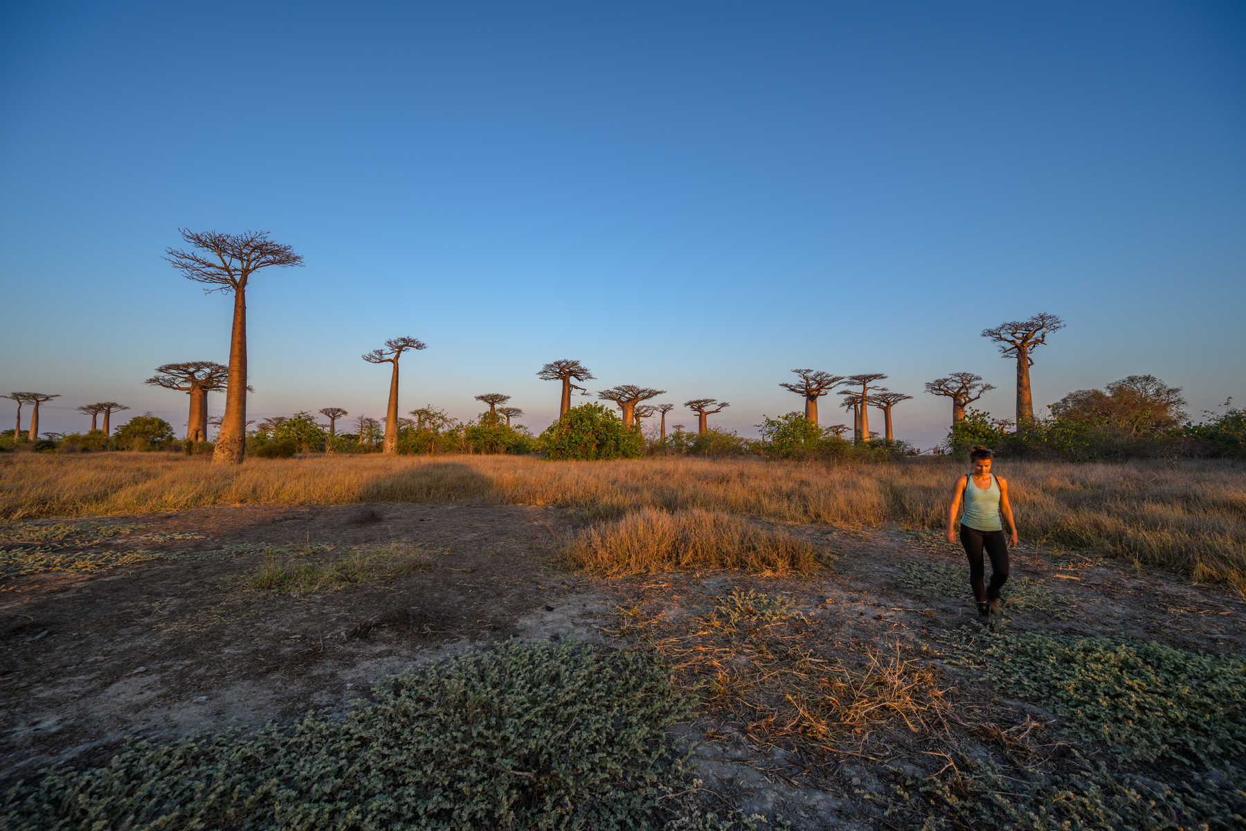 Balade dans l'allée des baobabs