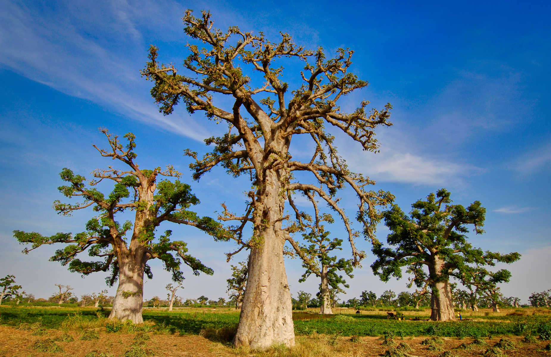 baobab au sénégal