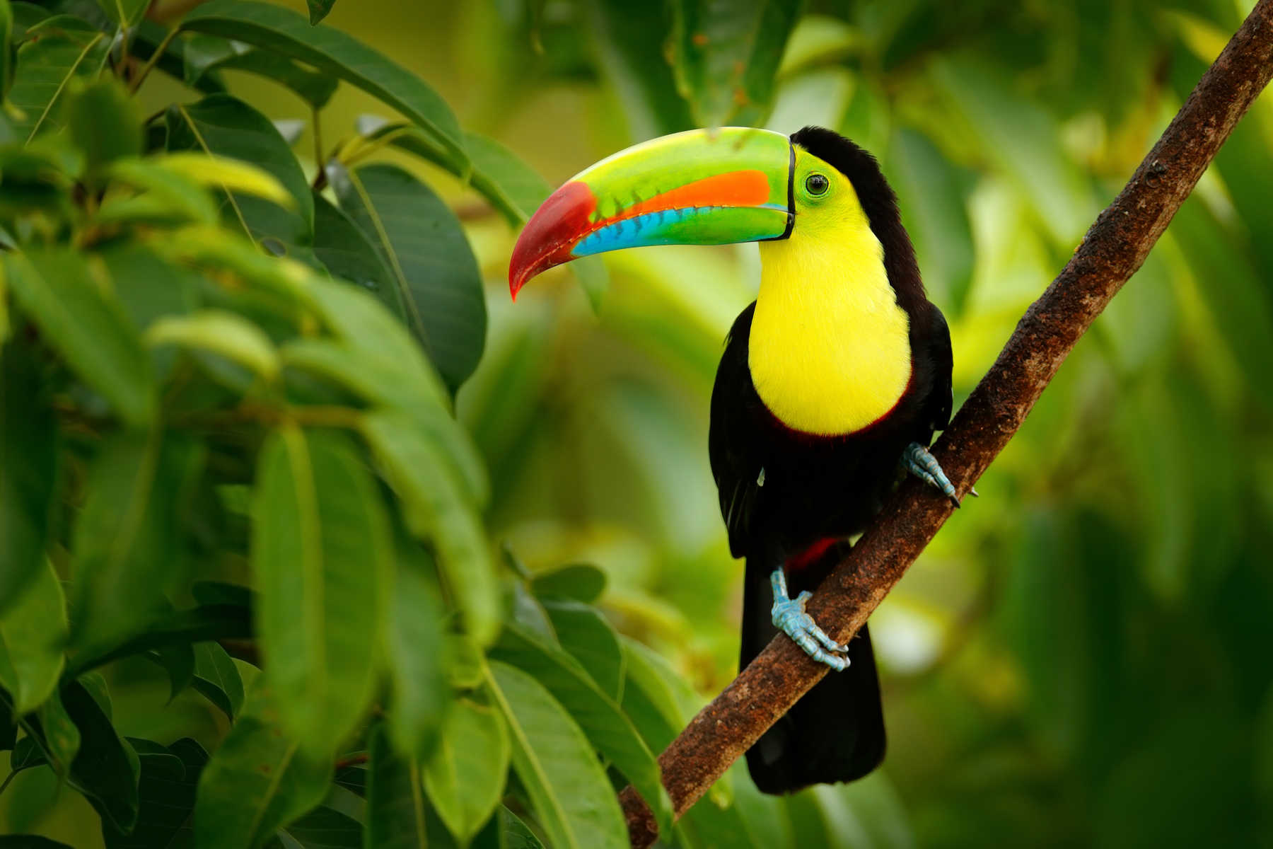 Biodiversité au Costa Rica, le toucan
