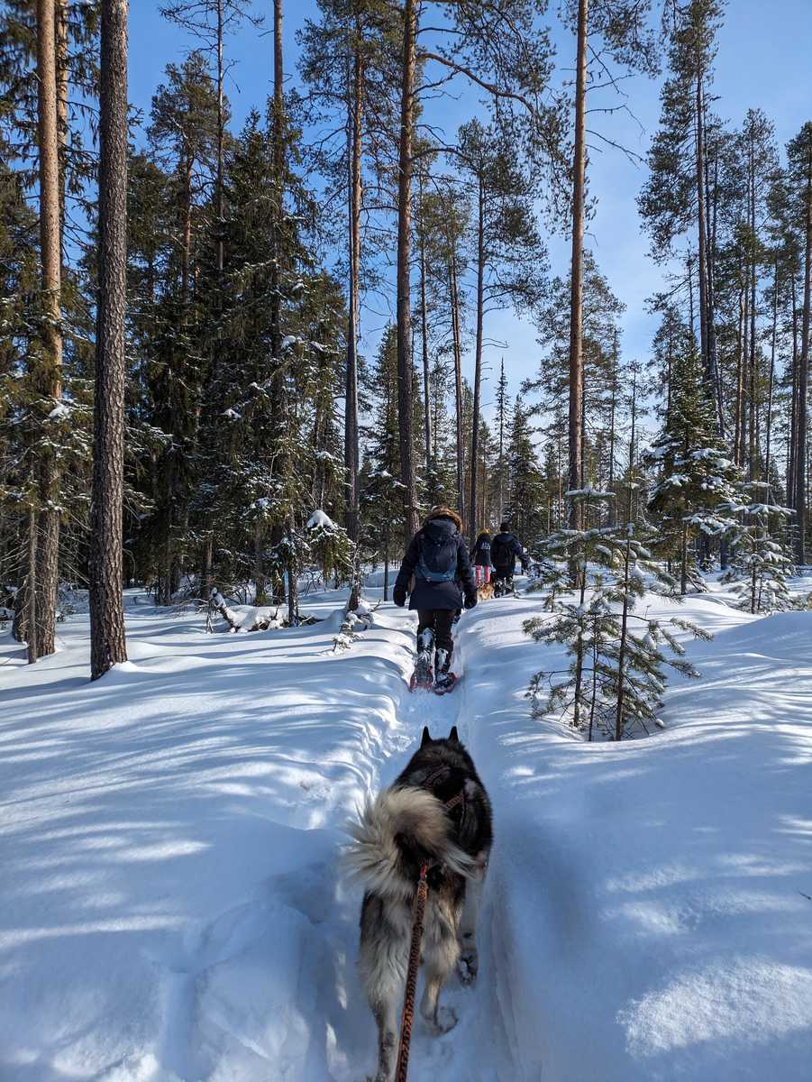 Cani randonnée dans le parc national de Hossa