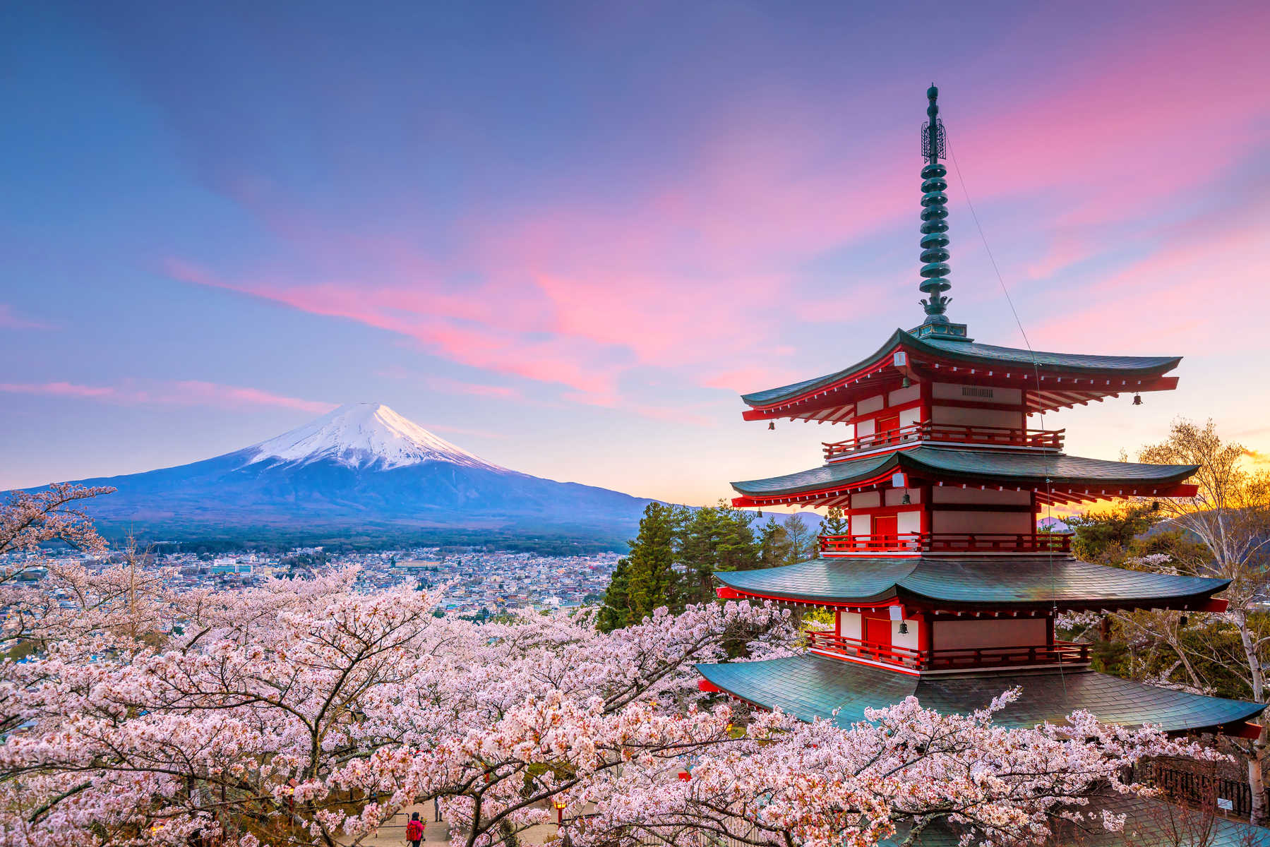 Cerisiers en fleurs pendant le printemps au Japon