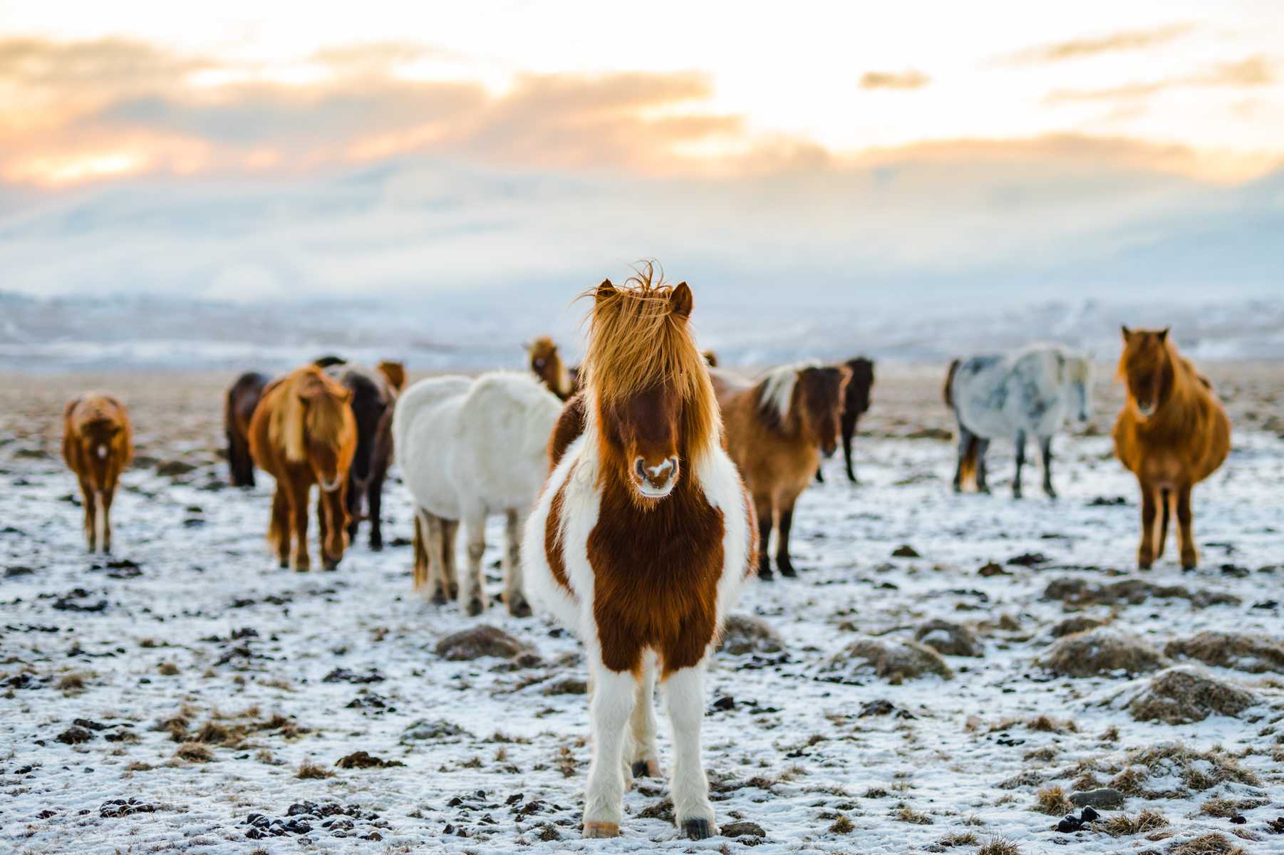 Chevaux Islandais en hiver © Photo de chevaux Islandais