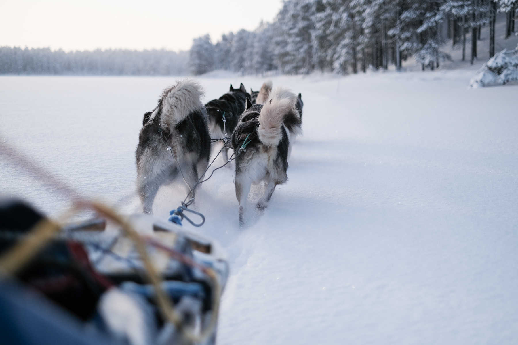 Chien de traineau en Laponie l'hiver