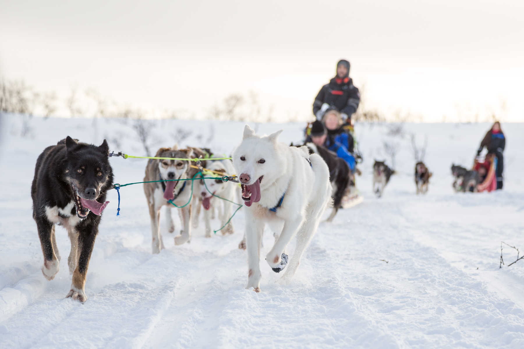 Chien de traineau en Norvège