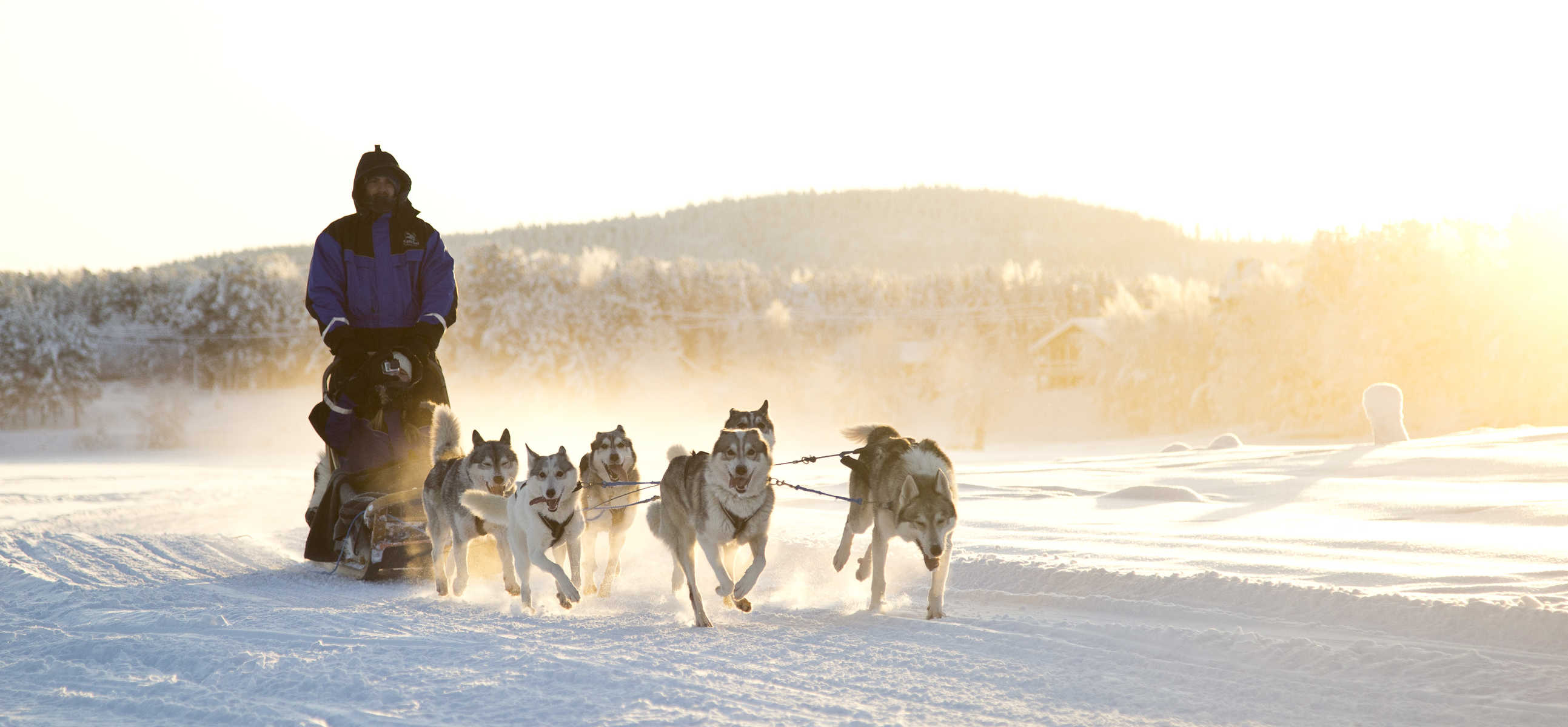 Chiens de traineau en Laponie