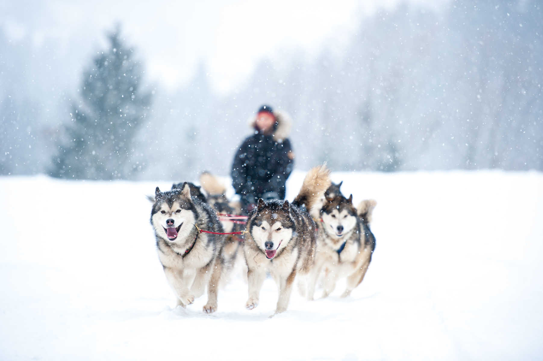 chiens-de-traineaux-sous-la-neige-adobe-stock-beate-rhomberg