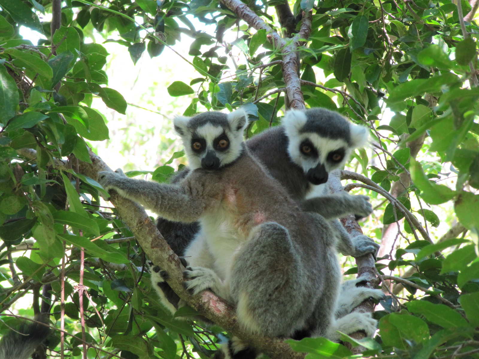 Couple de lémuriens à Madagascar