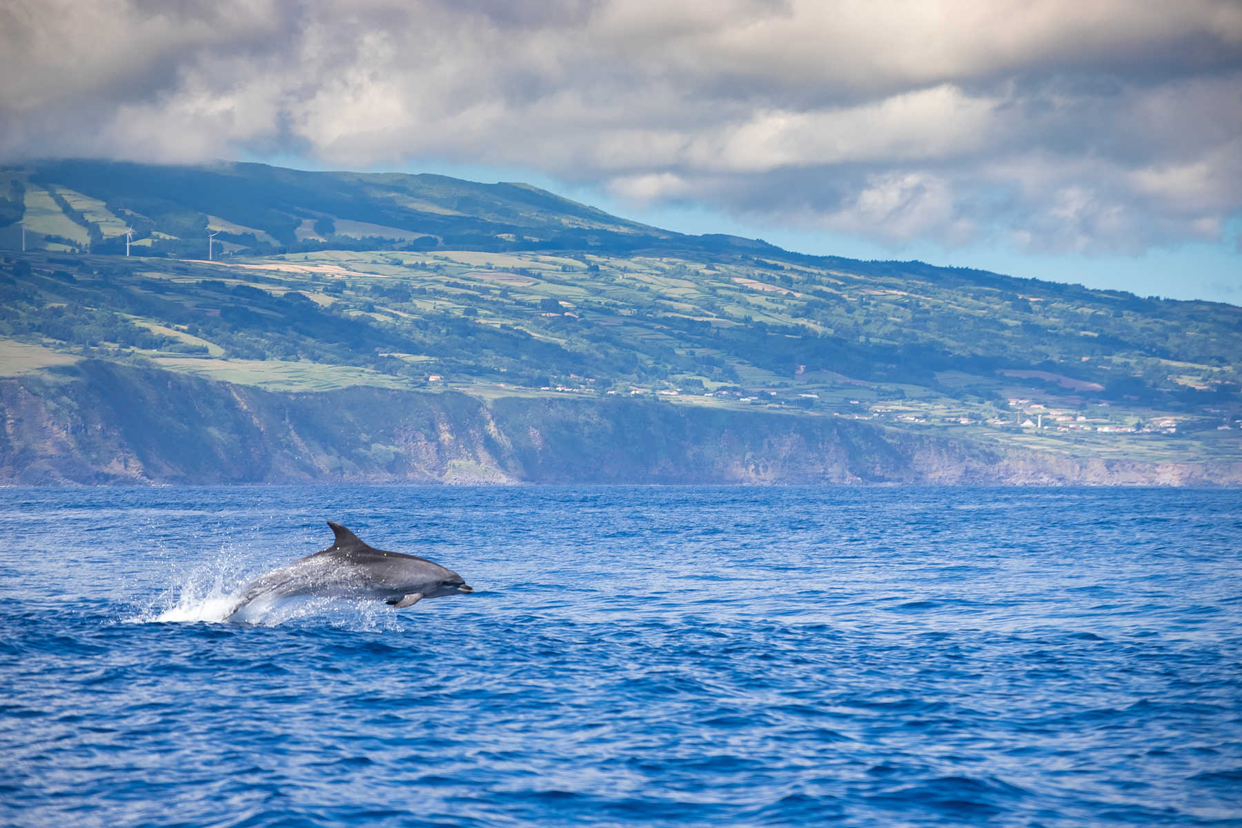 Dauphin aux abords de l'île des Açores