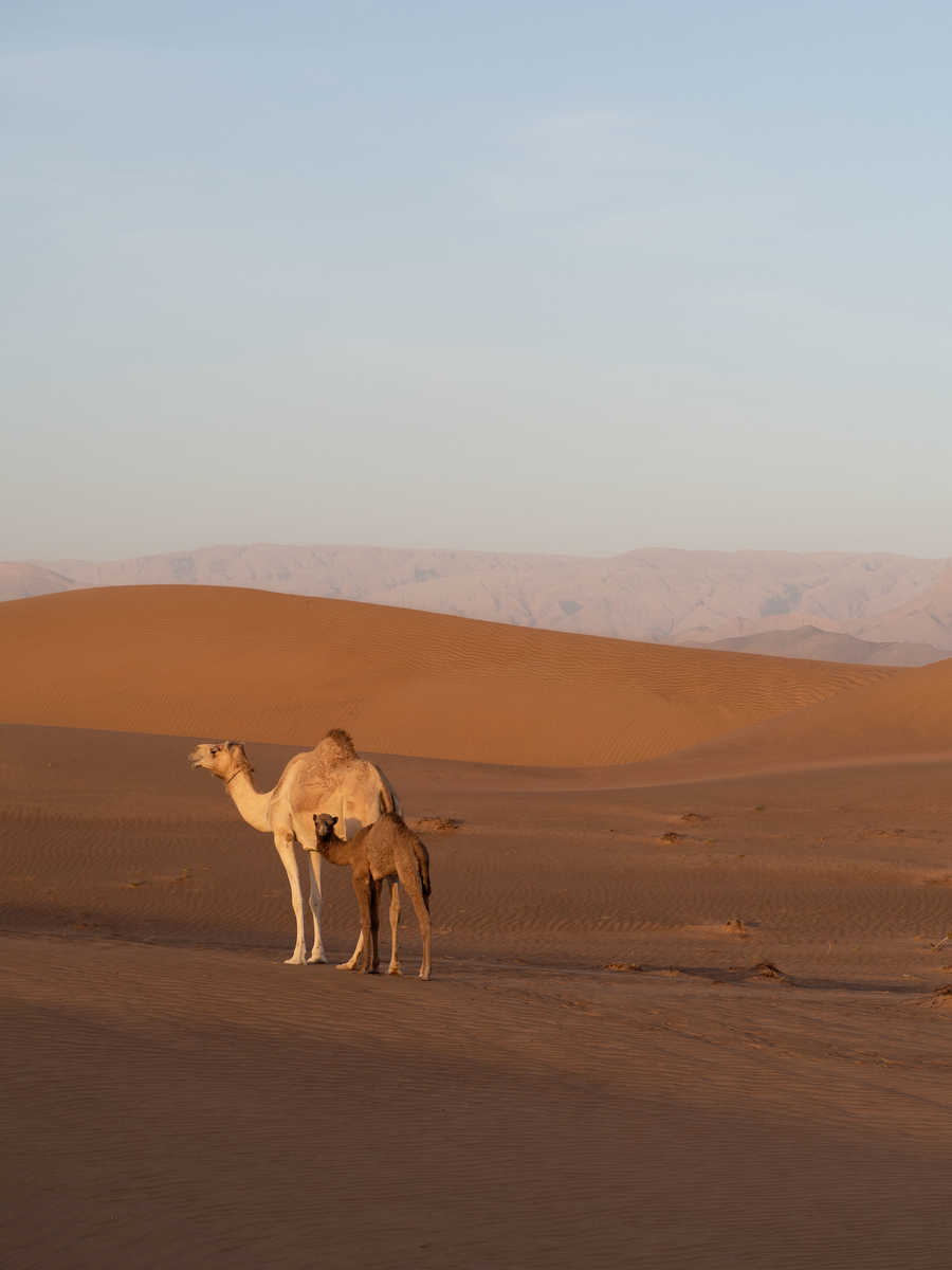 Dromadaires dans le désert de Wahiba Sand à Oman