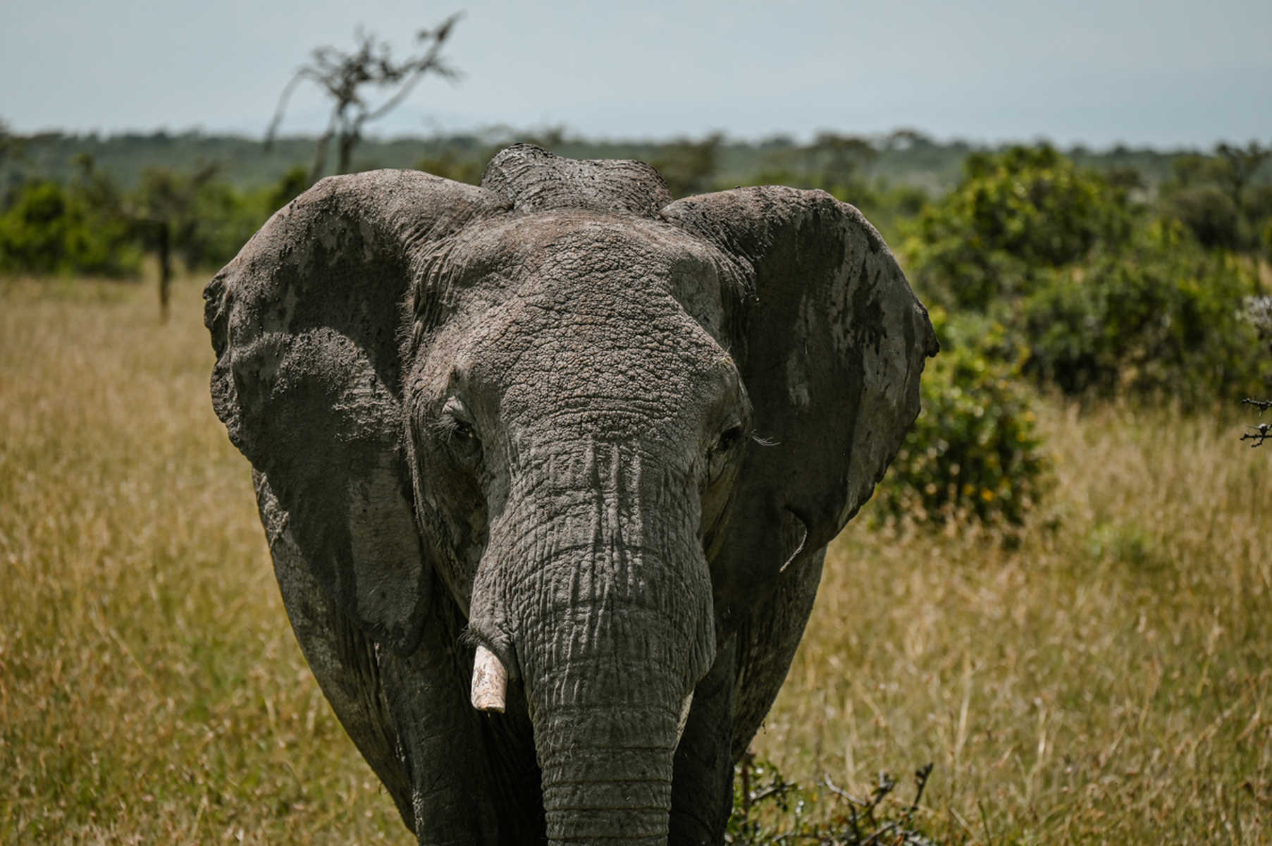 éléphant au Kenya
