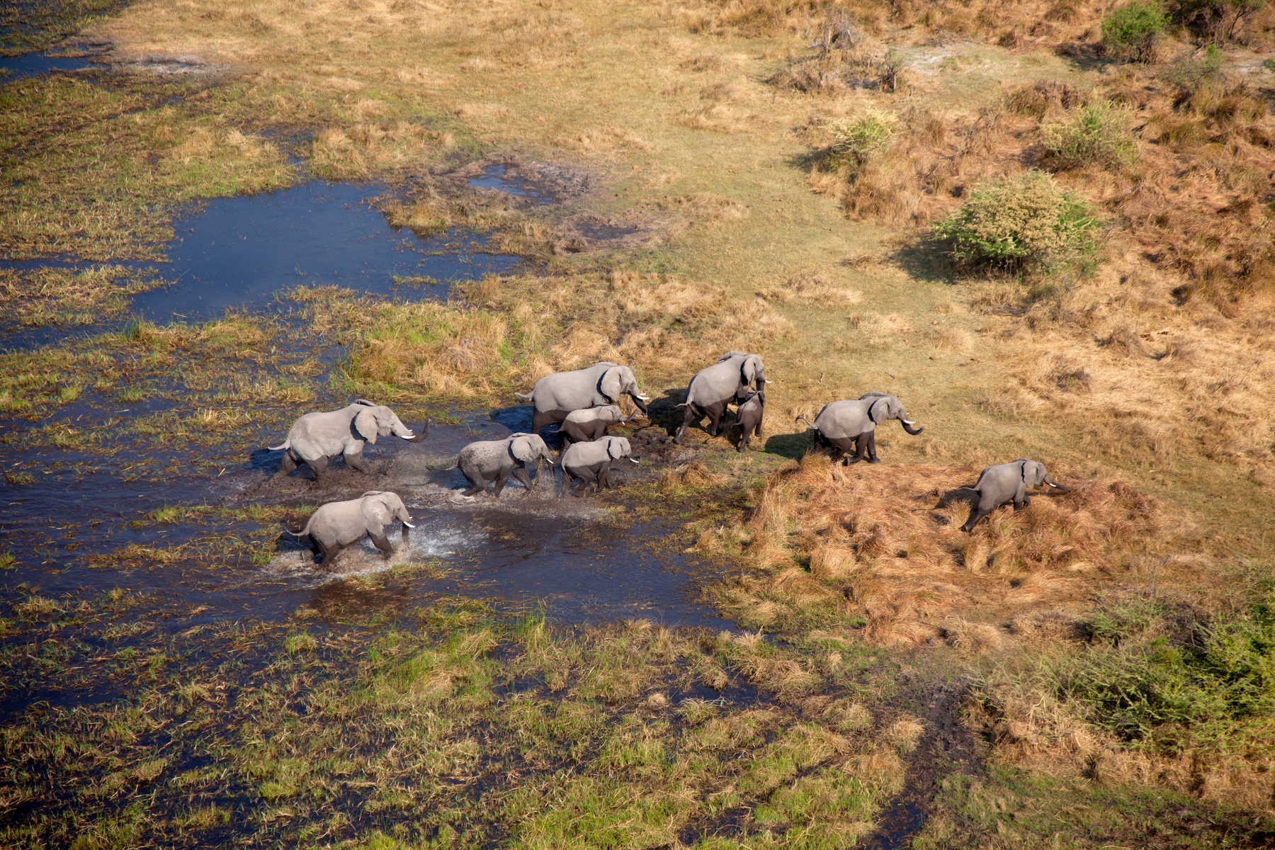 Éléphants au delta de l'Okavango vus du ciel