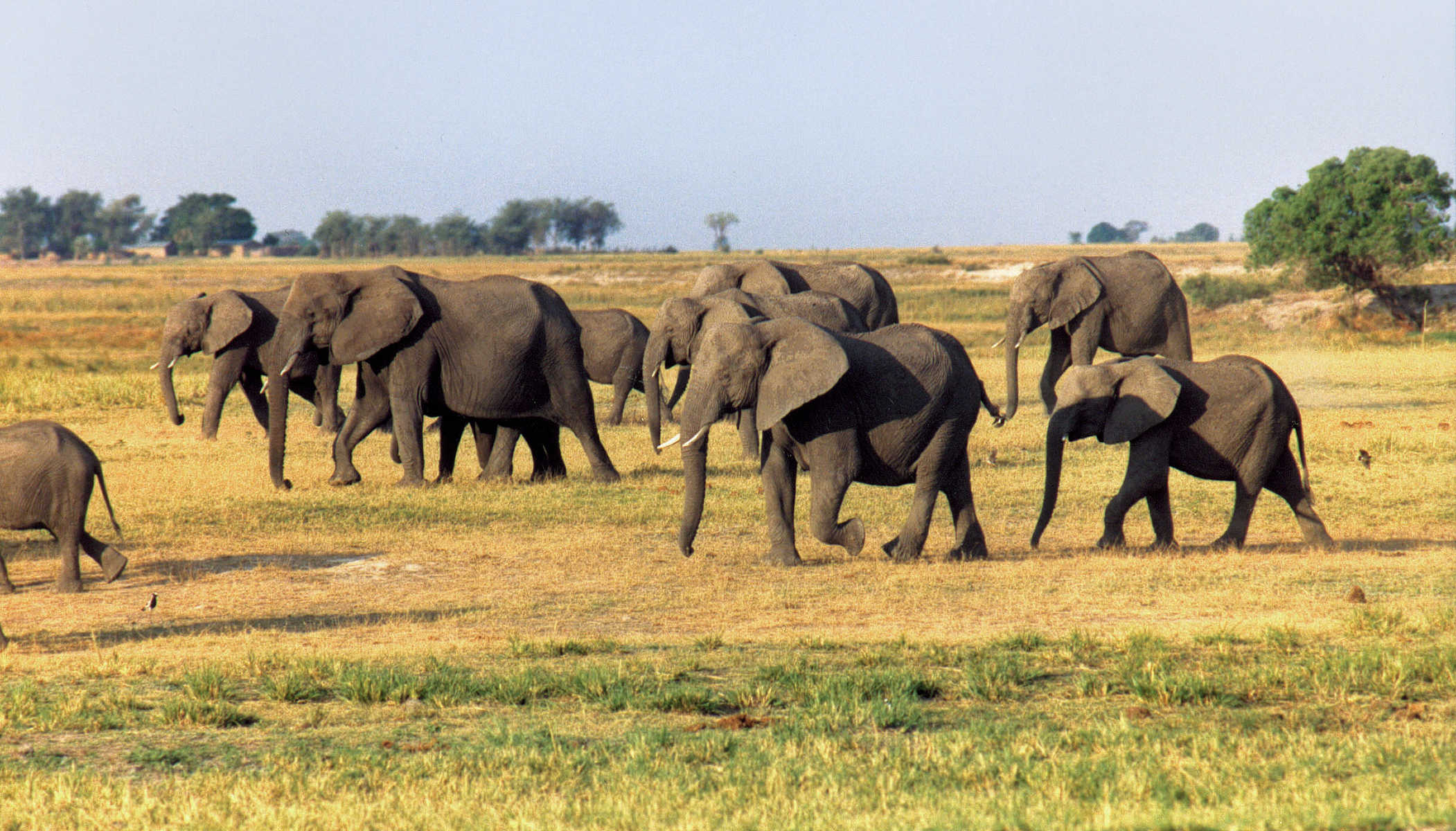 Éléphants dans un parc national au Botswana