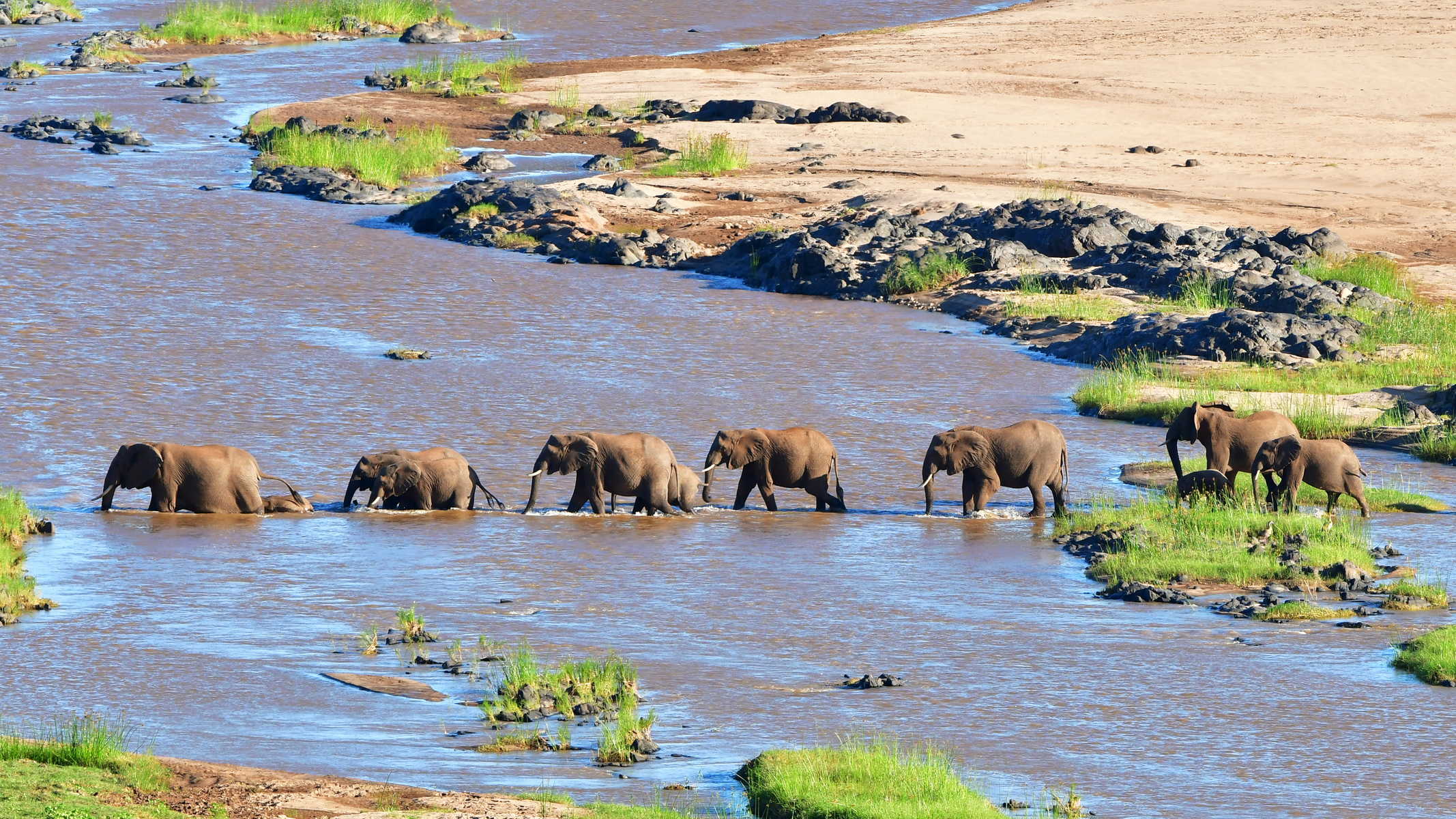 Eléphants traversant un rivière dans la parc de Serengeti