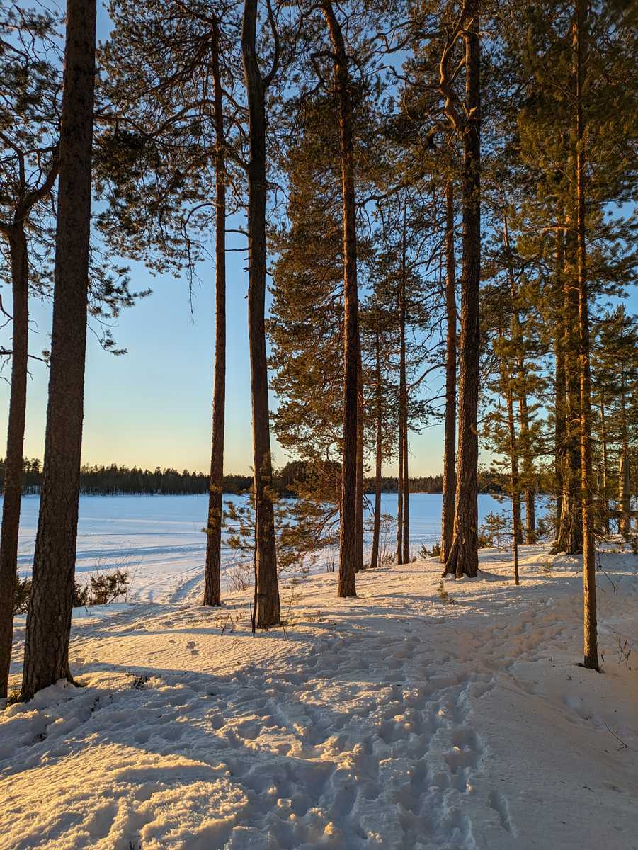 Forêt au soleil couchant à Hossa