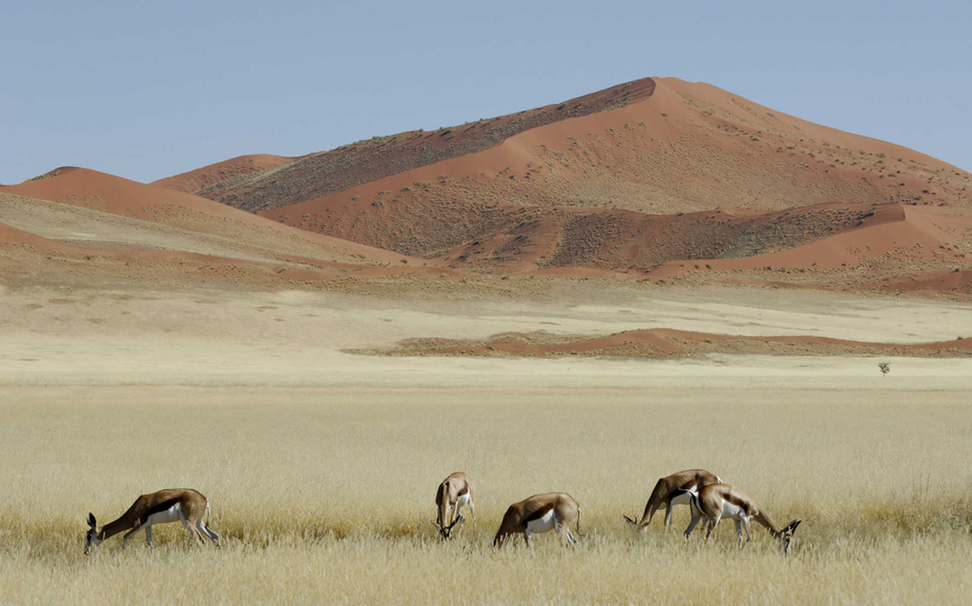 Gazelles dans le désert du Namib