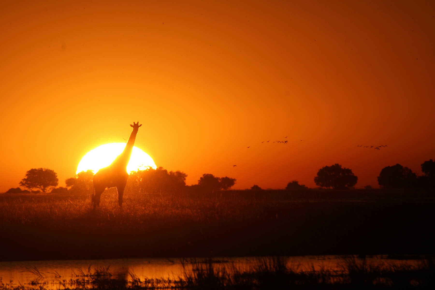 Okavango Moremi Botswana Girafe