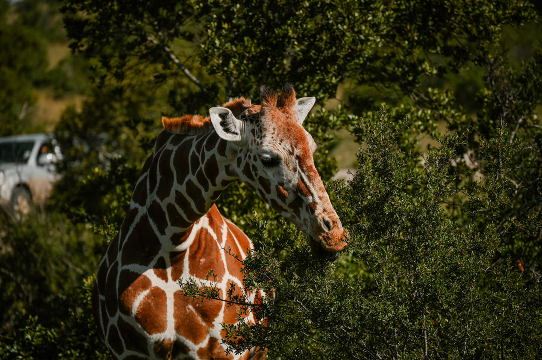Girafe qui mange des feuilles d'arbres au Kenya