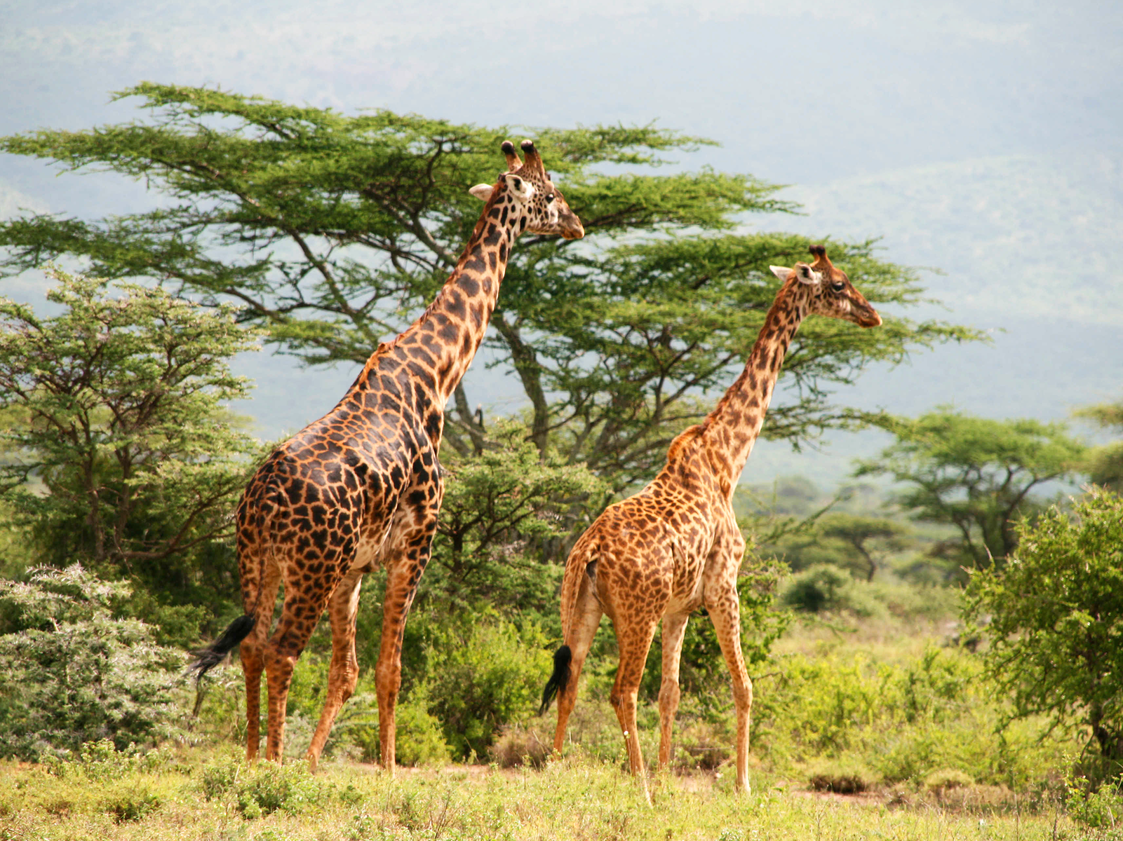 Girafes dans les parcs de Tanzanie