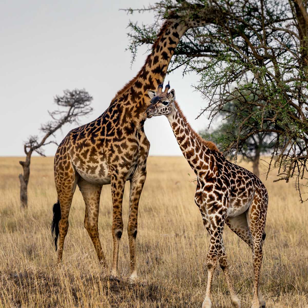 Girafes dans une réserve naturelle en Tanzanie