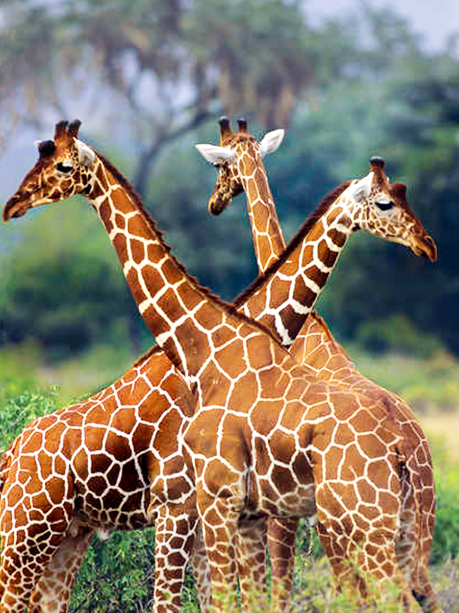 Girafes réticulées dans la réserve de Samburu au Kenya