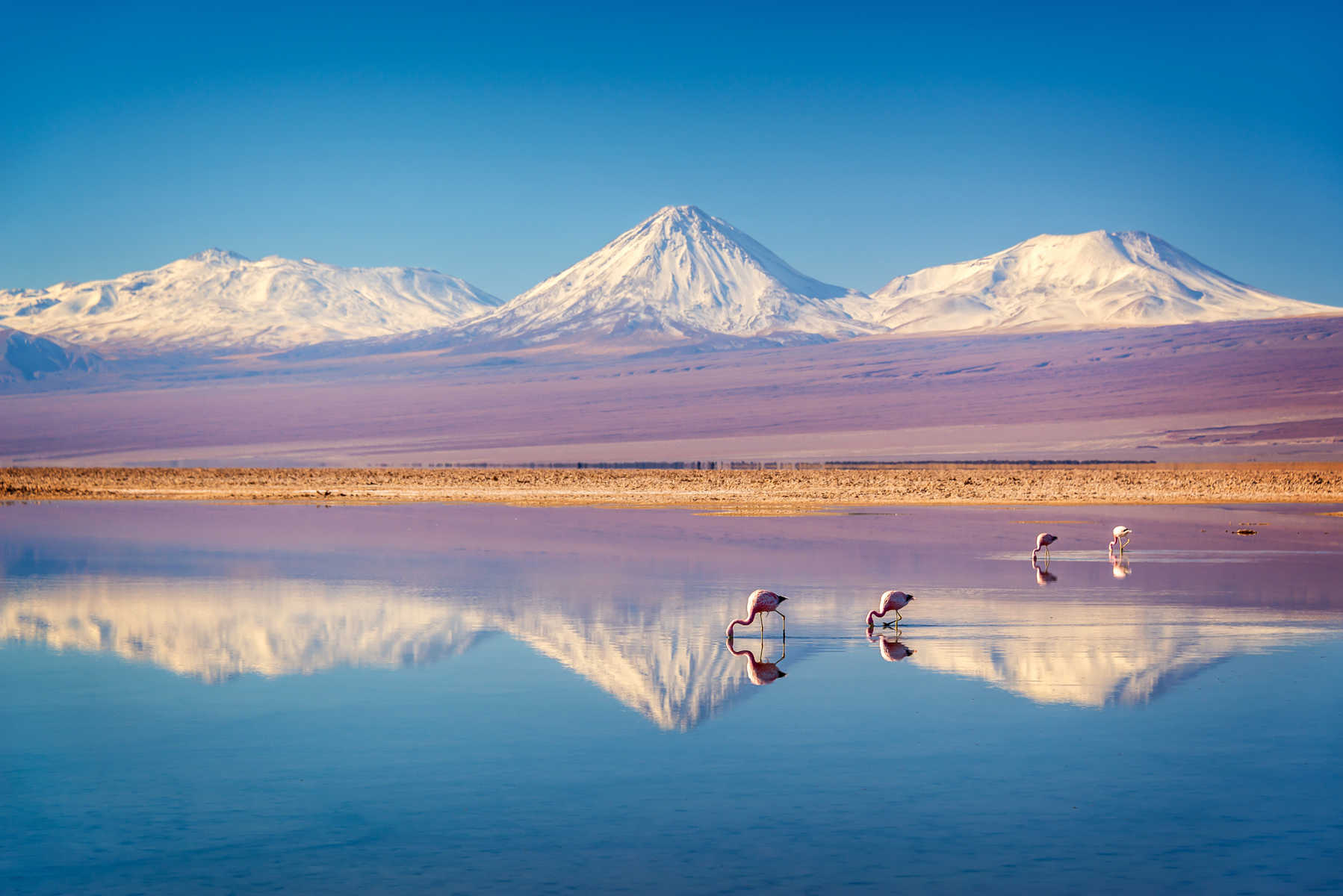 Groupe de flamants roses dans une lagune du Salar d'Atacama avec le volcan enneigé Licancabur en fond.