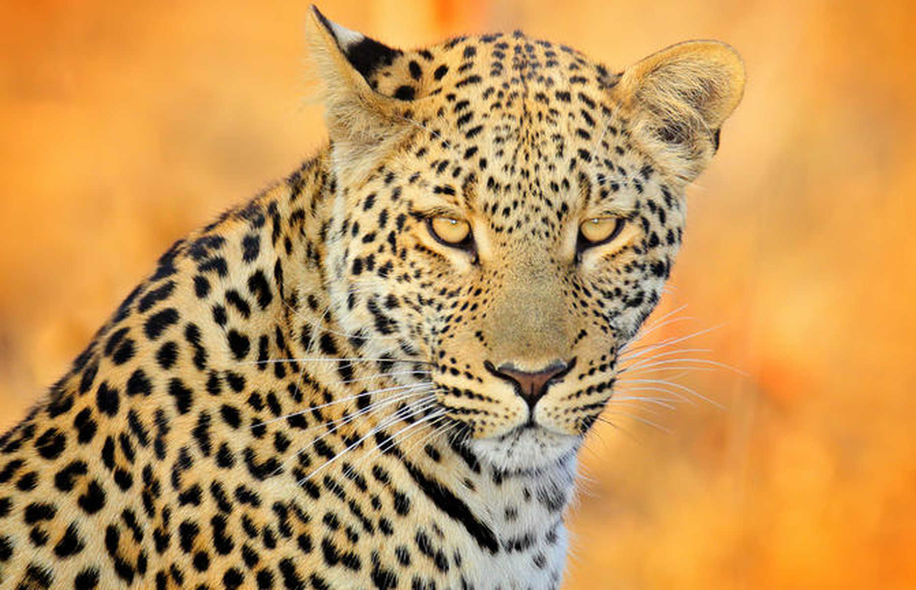 Guepard dans la vallée de Savé
