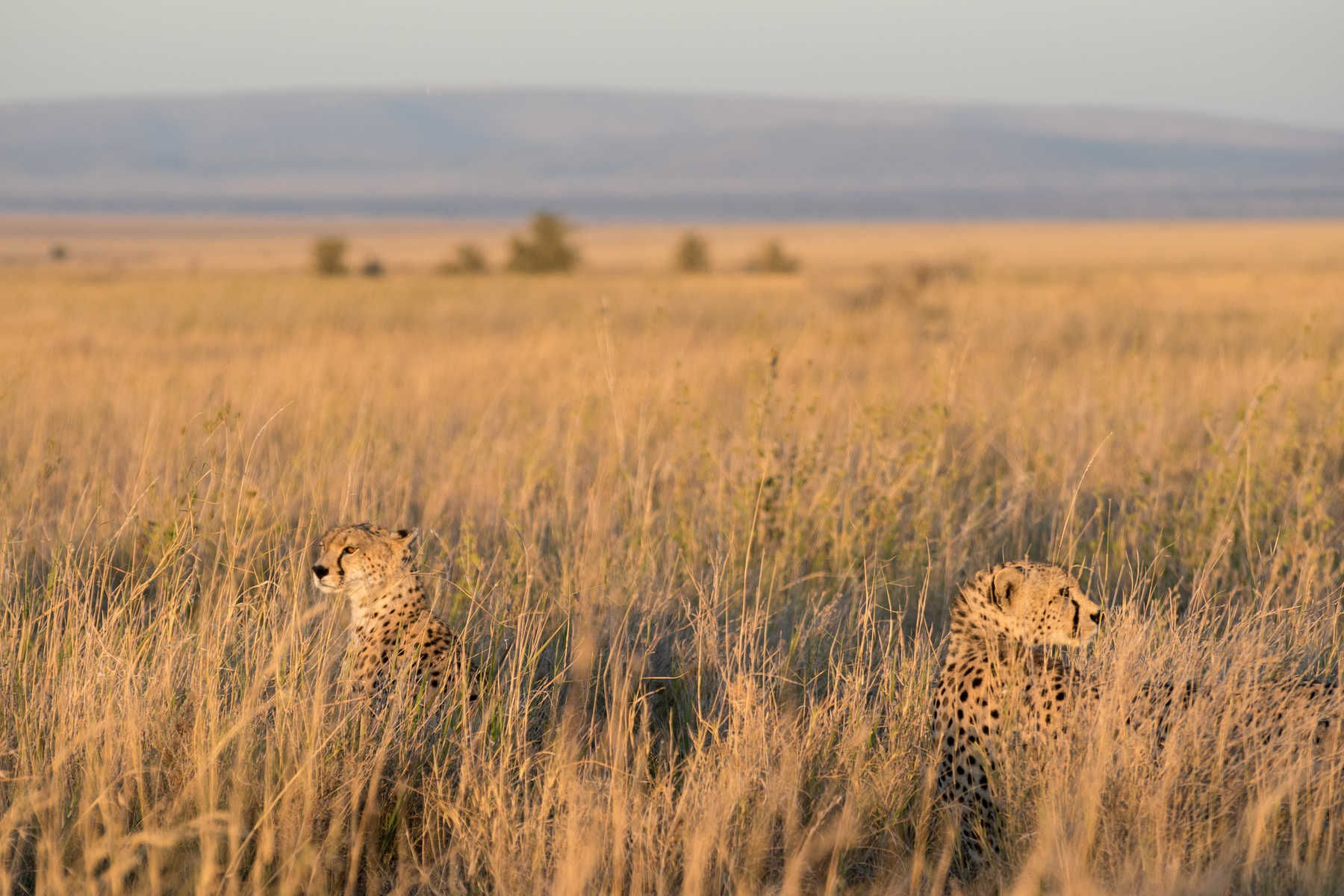 Guépards dans les plaines du Serengeti