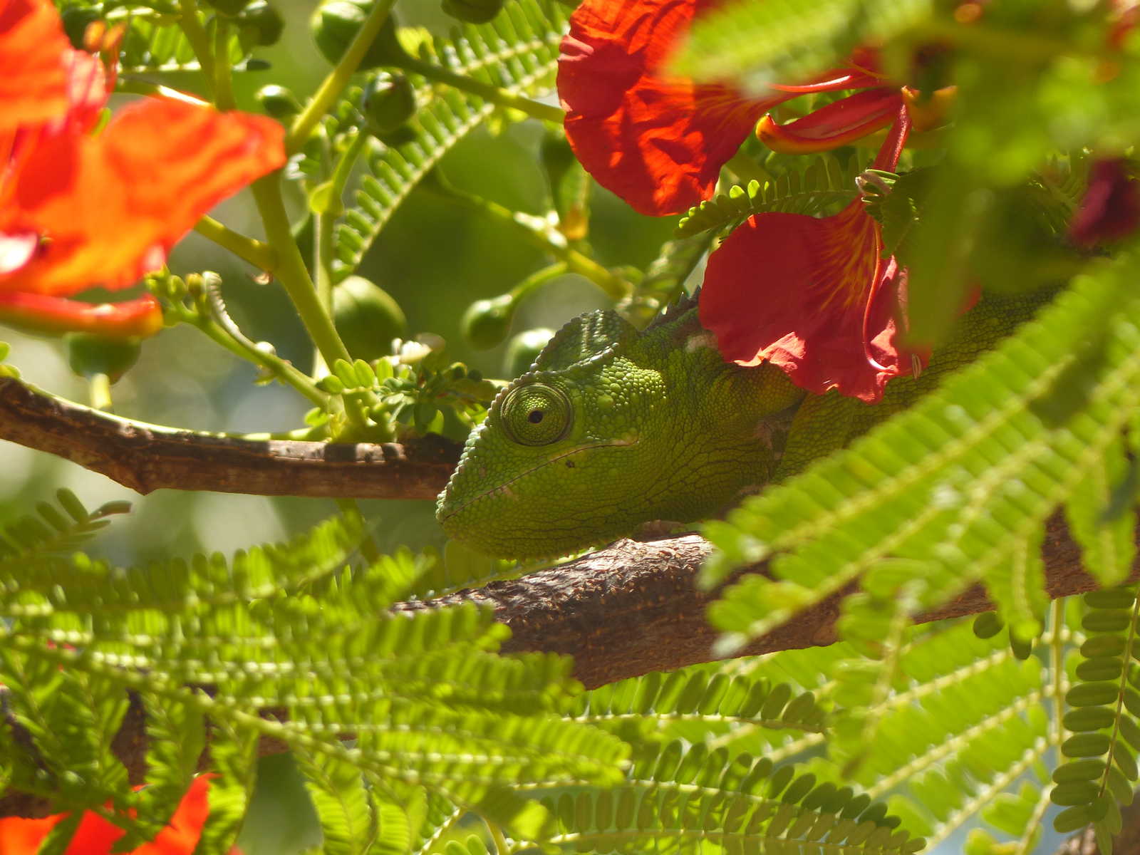 Homochromie du Caméléon à Madagascar