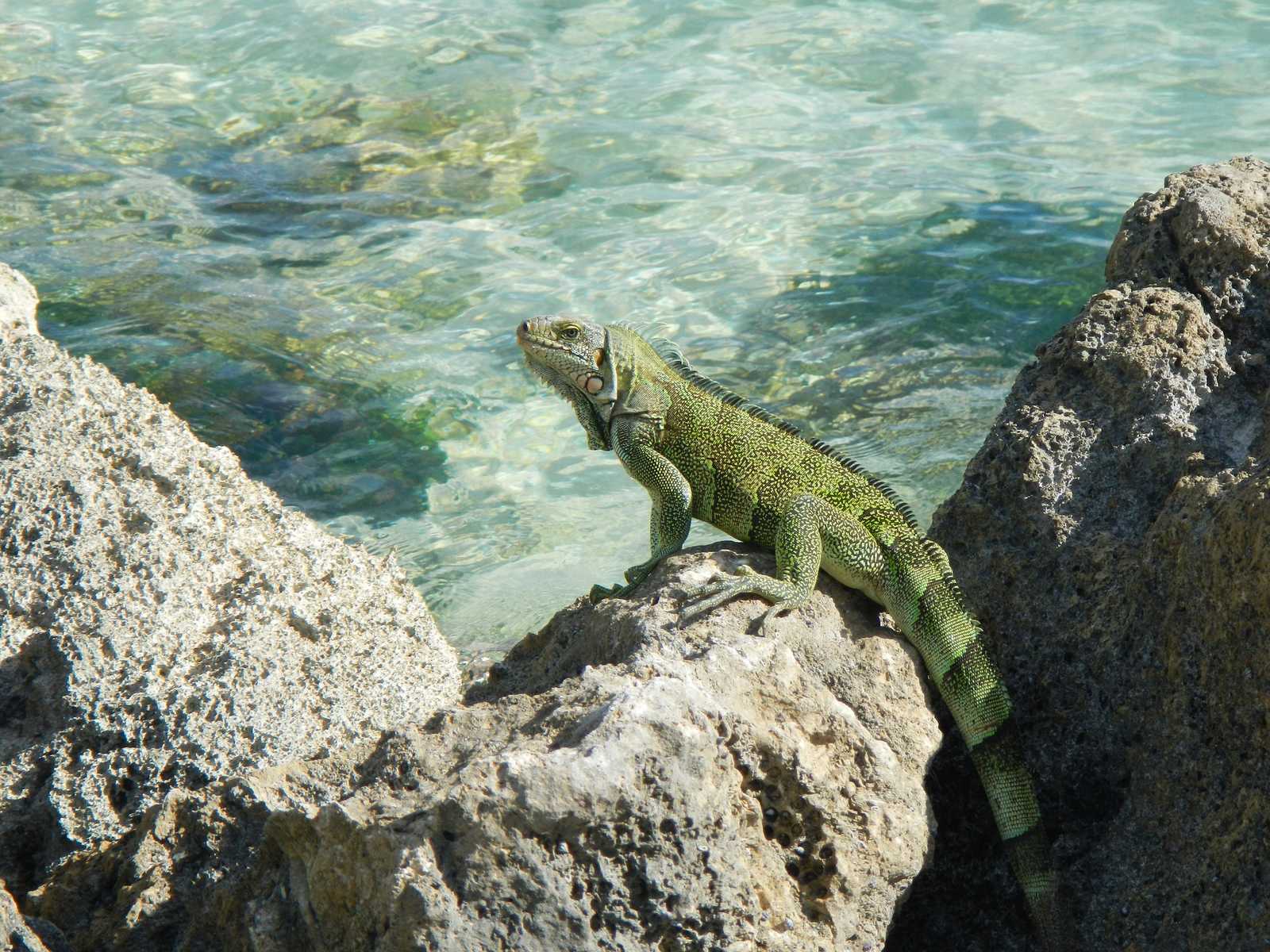 Iguane et eaux cristallines en Guadeloupe