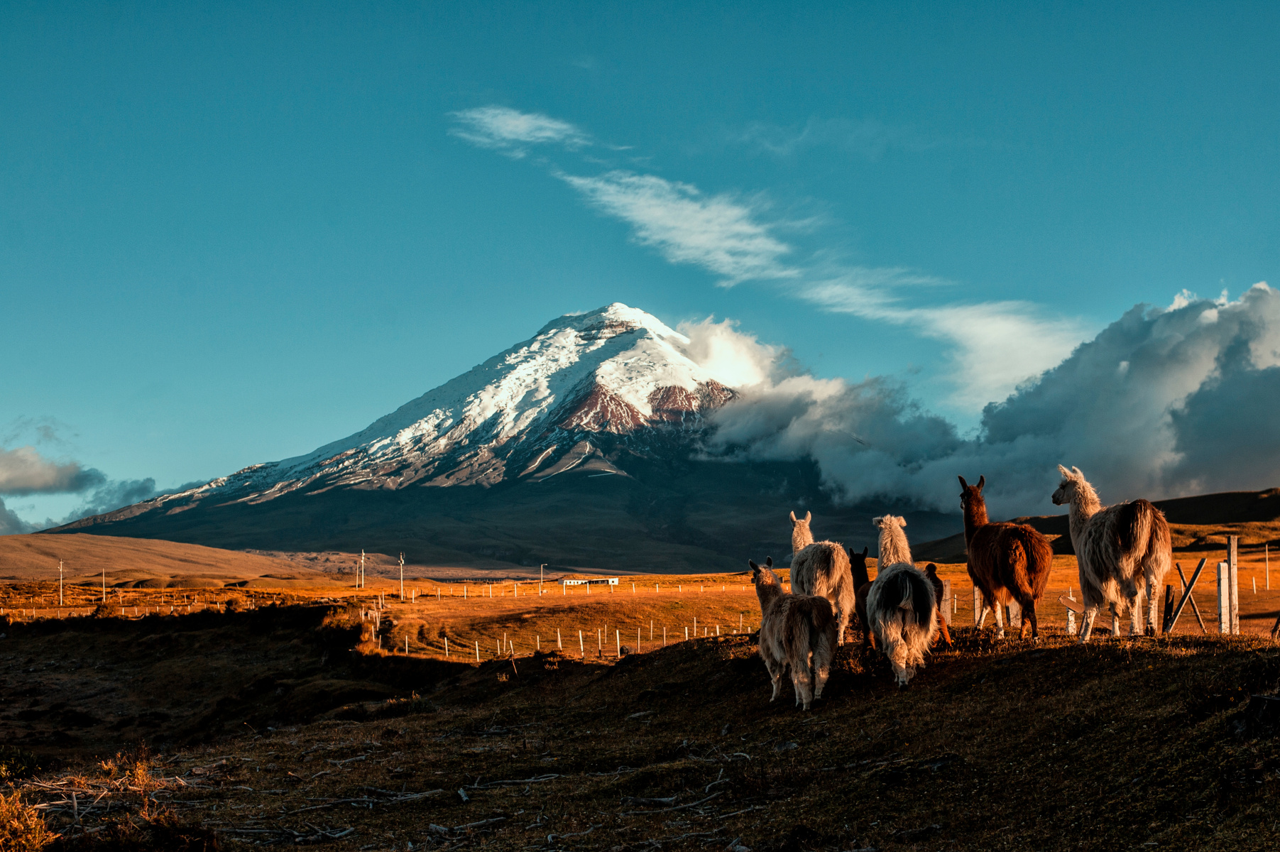Lamas face au volcan Cotopaxi en Equateur