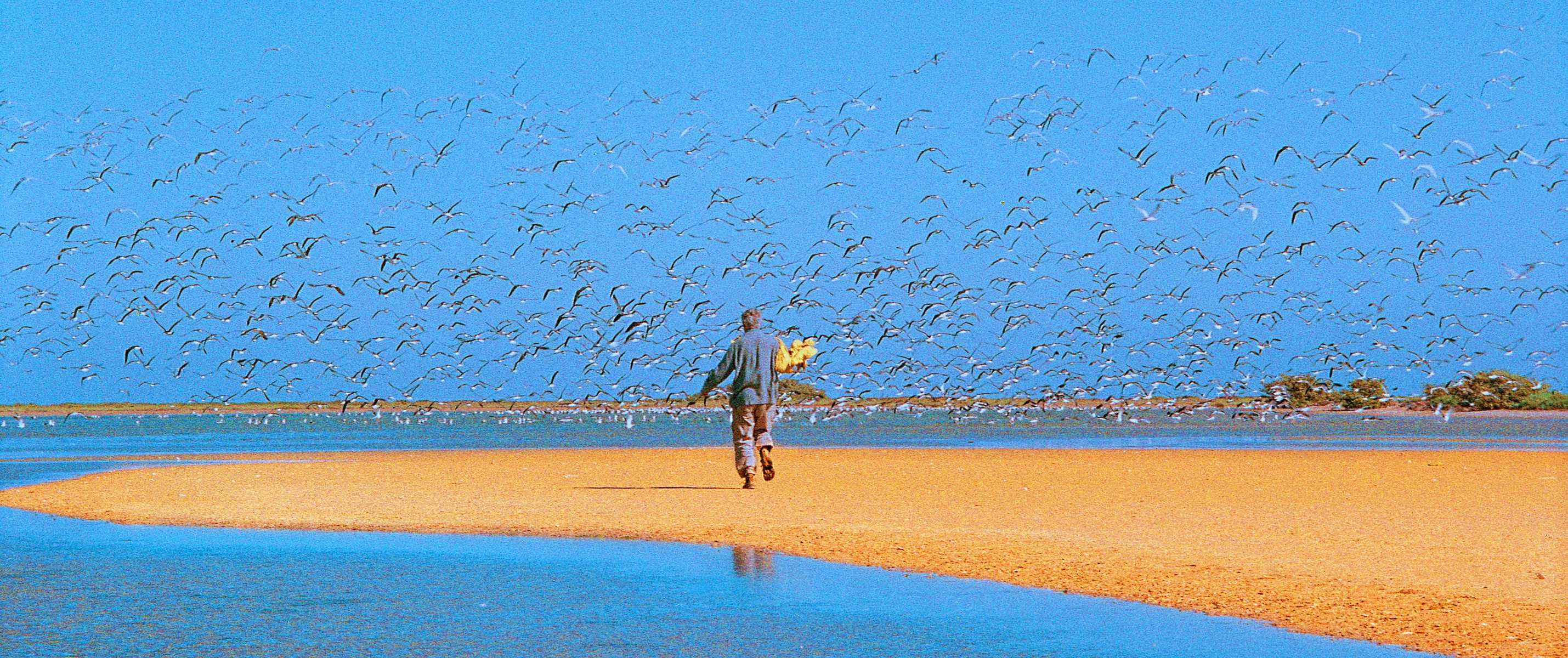 Le Banc d'Arguin et ses milliers d'oiseaux, Mauritanie