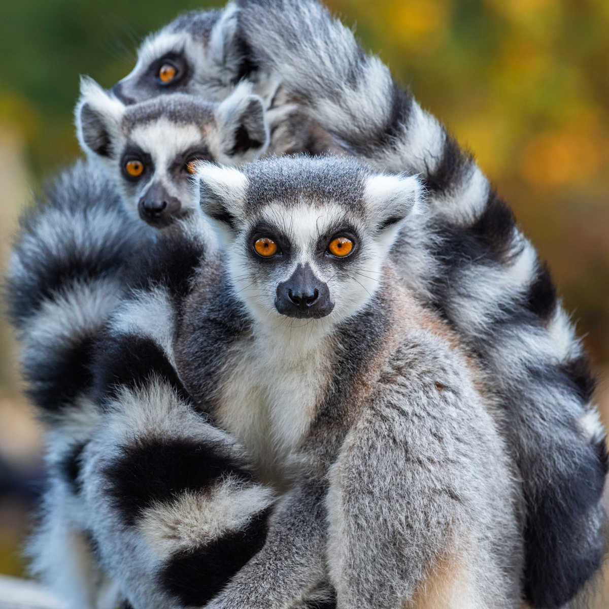 Lémuriens à Madagascar