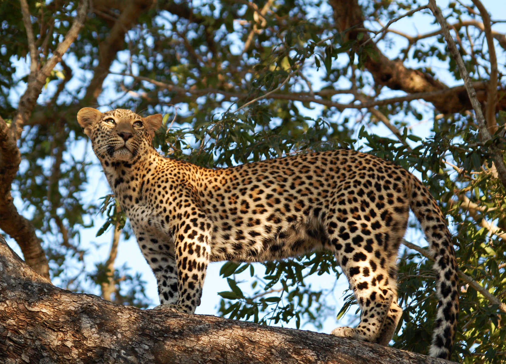 Léopard dans la réserve de Moremi au Botswana