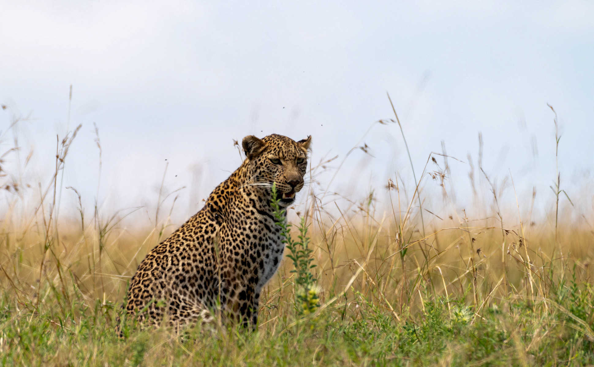 Léopard dans le Serengeti